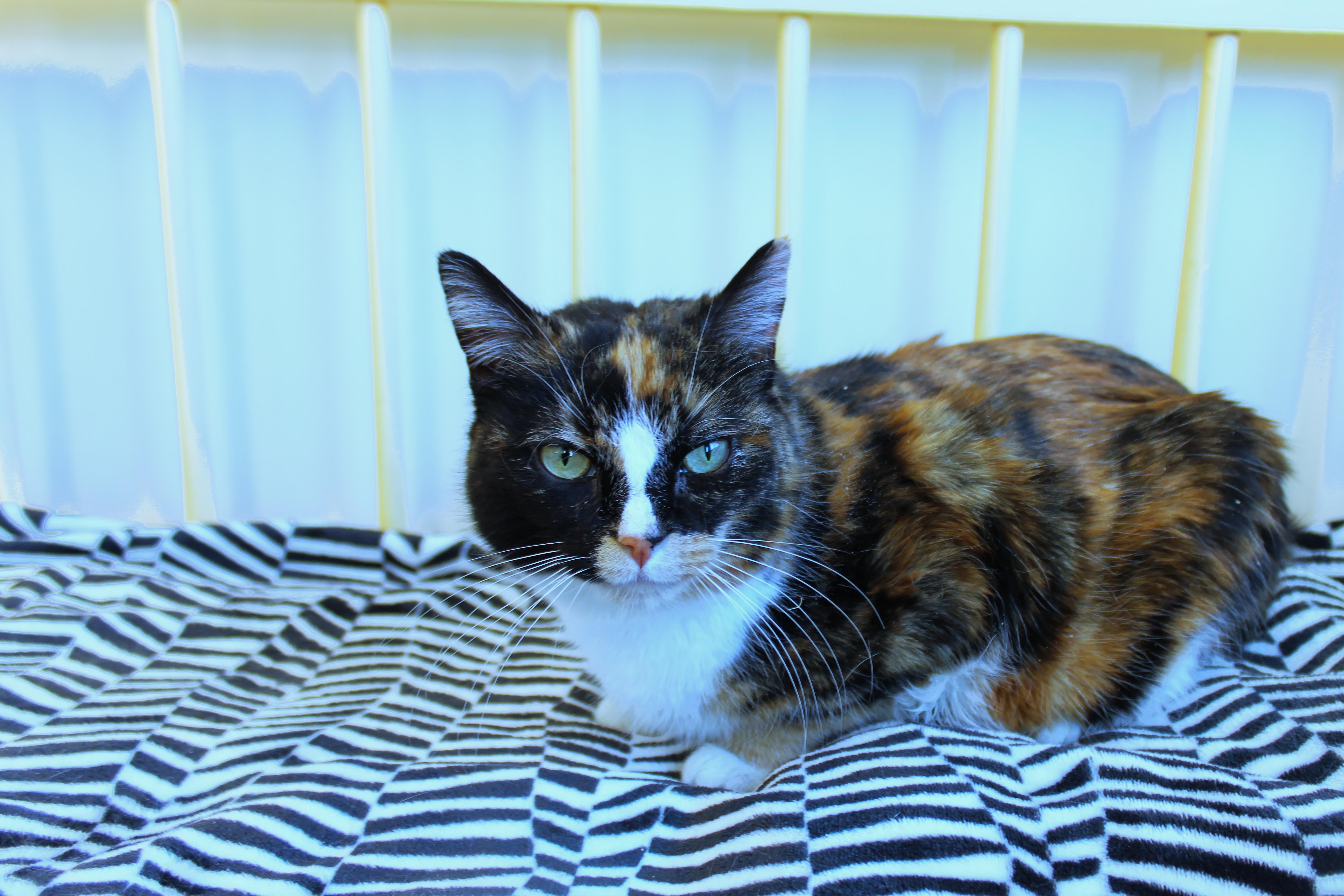 Ivy, a ADOPTABLE Calico in Urbana, OH image 6/6
