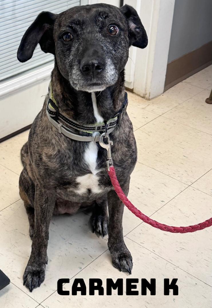 Carmen K, a Adoptable mixed breed in Dyersburg, TN image 1/3