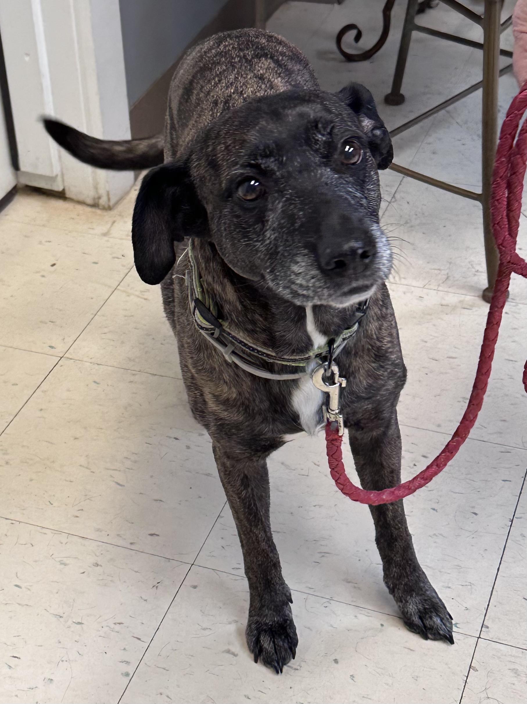 Carmen K, a Adoptable mixed breed in Dyersburg, TN image 2/3