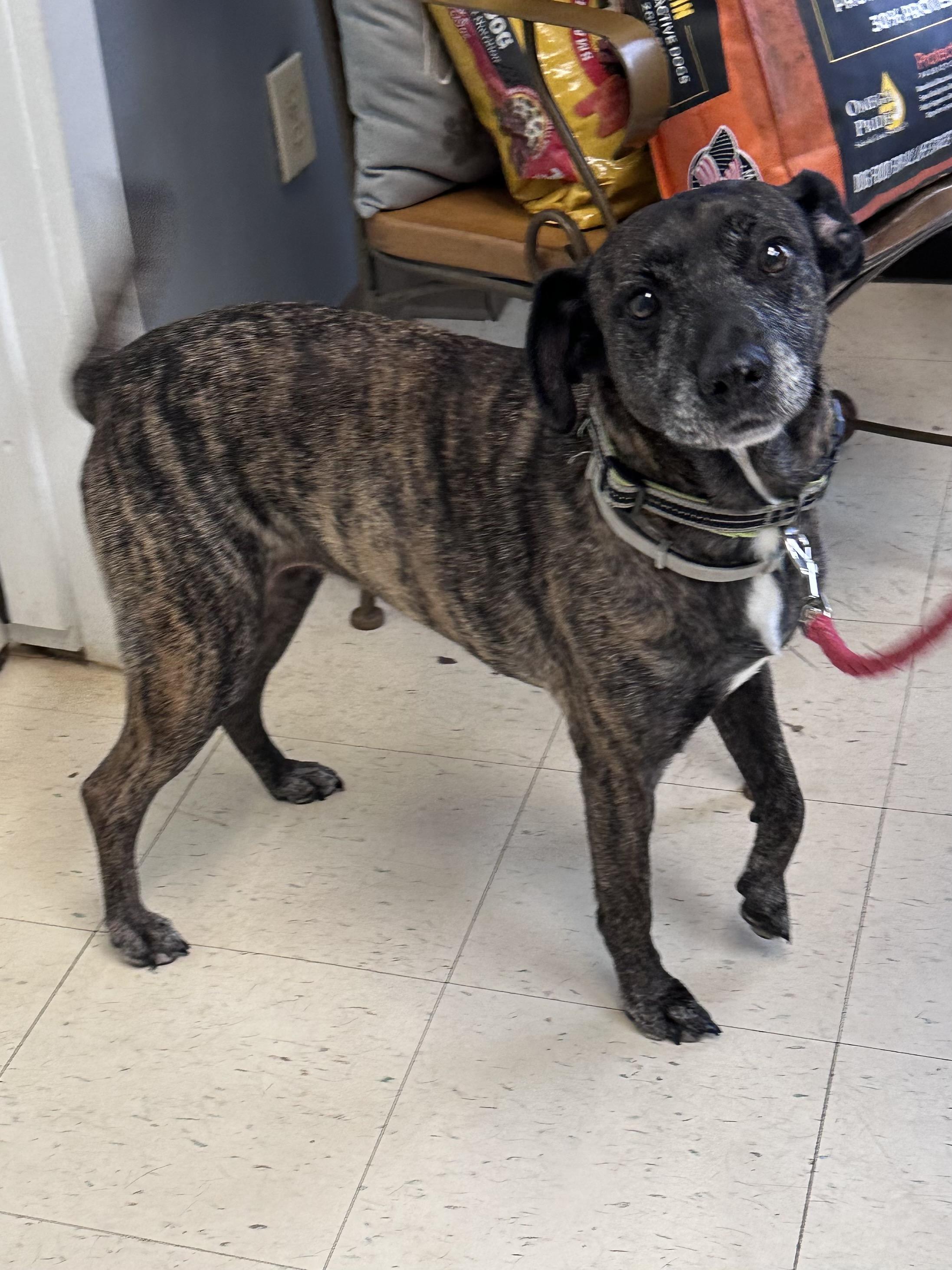 Carmen K, a Adoptable mixed breed in Dyersburg, TN image 3/3