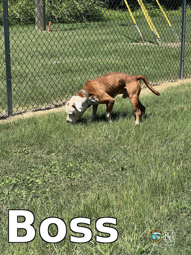Boss, a Adoptable Pit Bull Terrier in Rocky Mount, NC image 1/3