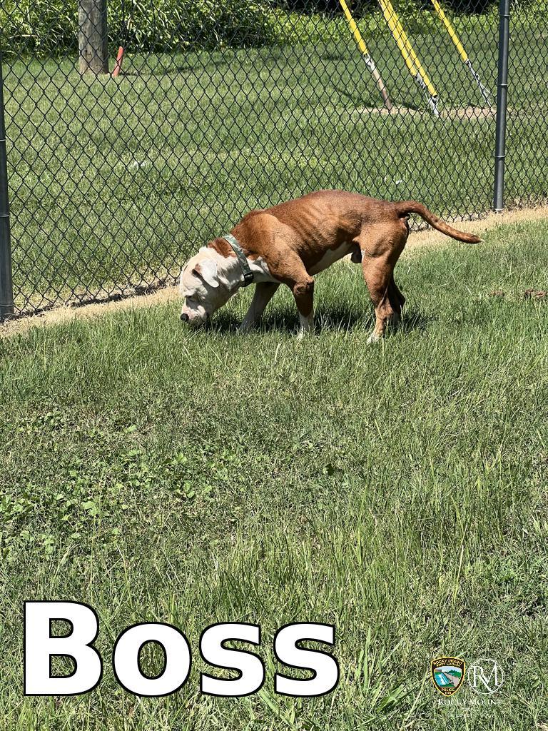 Boss, a Adoptable Pit Bull Terrier in Rocky Mount, NC image 2/3
