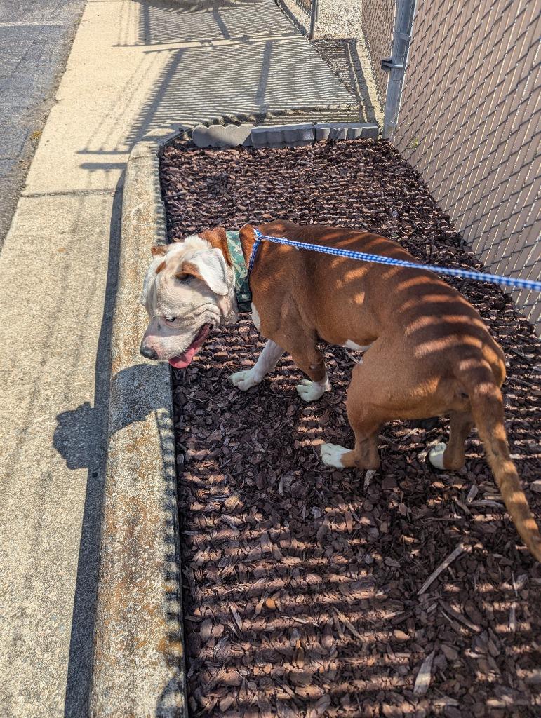 Boss, a Adoptable Pit Bull Terrier in Rocky Mount, NC image 3/3