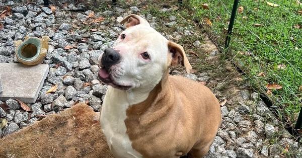 Enlarge Ava, a Adoptable mixed breed in St. Petersburg, FL image 1/3