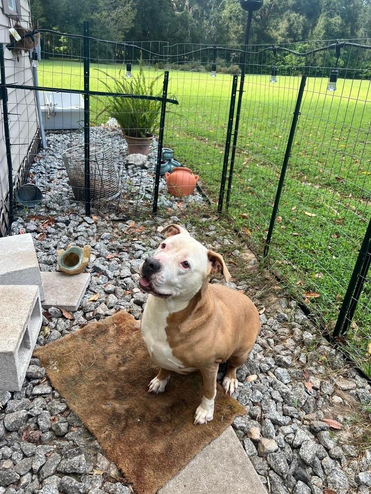 Ava, Adoptable, Adult Female American Staffordshire Terrier.