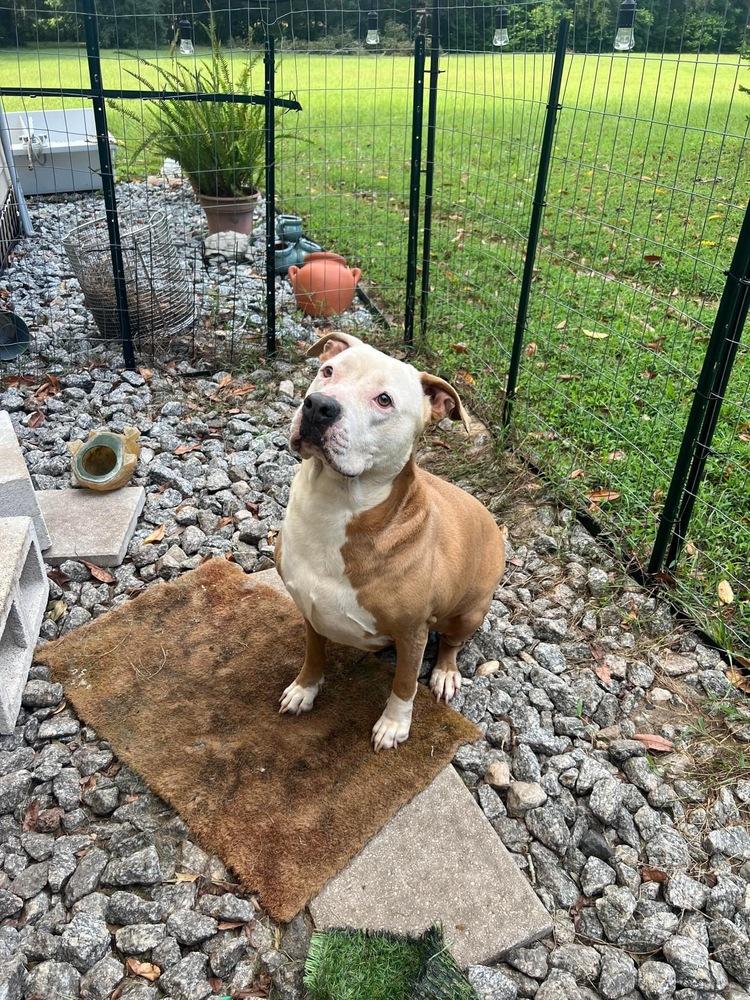 Ava, a Adoptable mixed breed in St. Petersburg, FL image 3/3