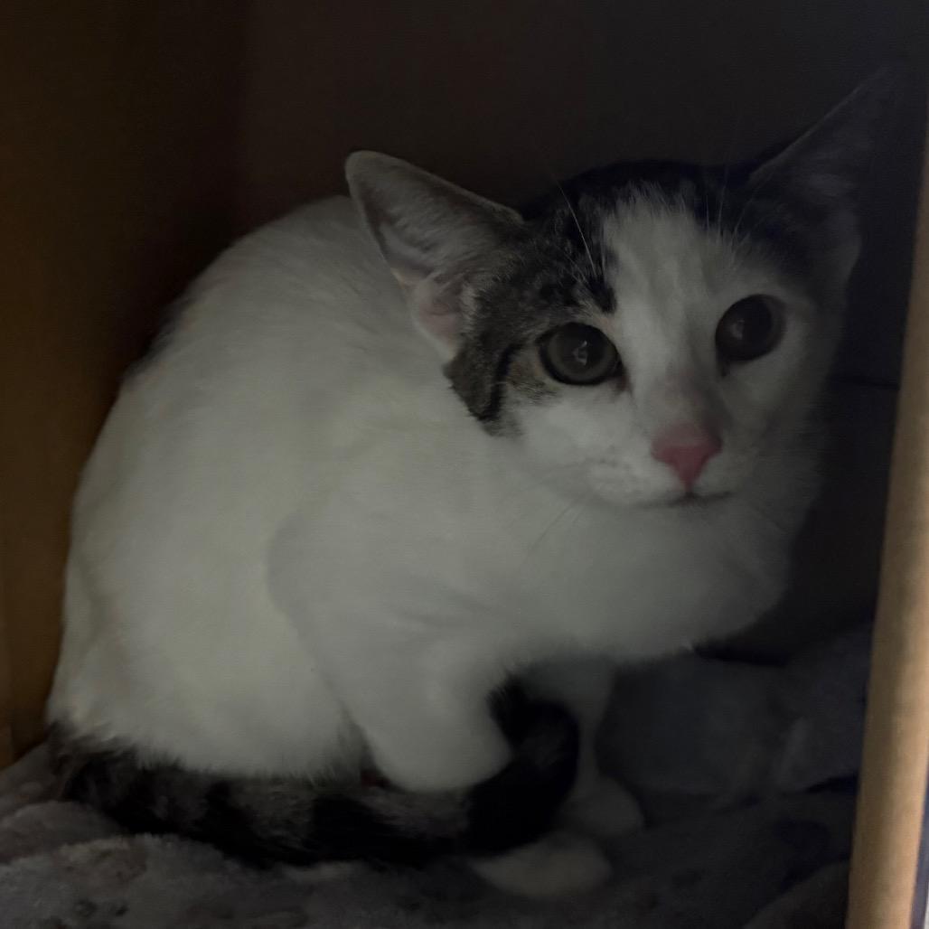 Chaos, Adoptable, Young Female Domestic Short Hair.