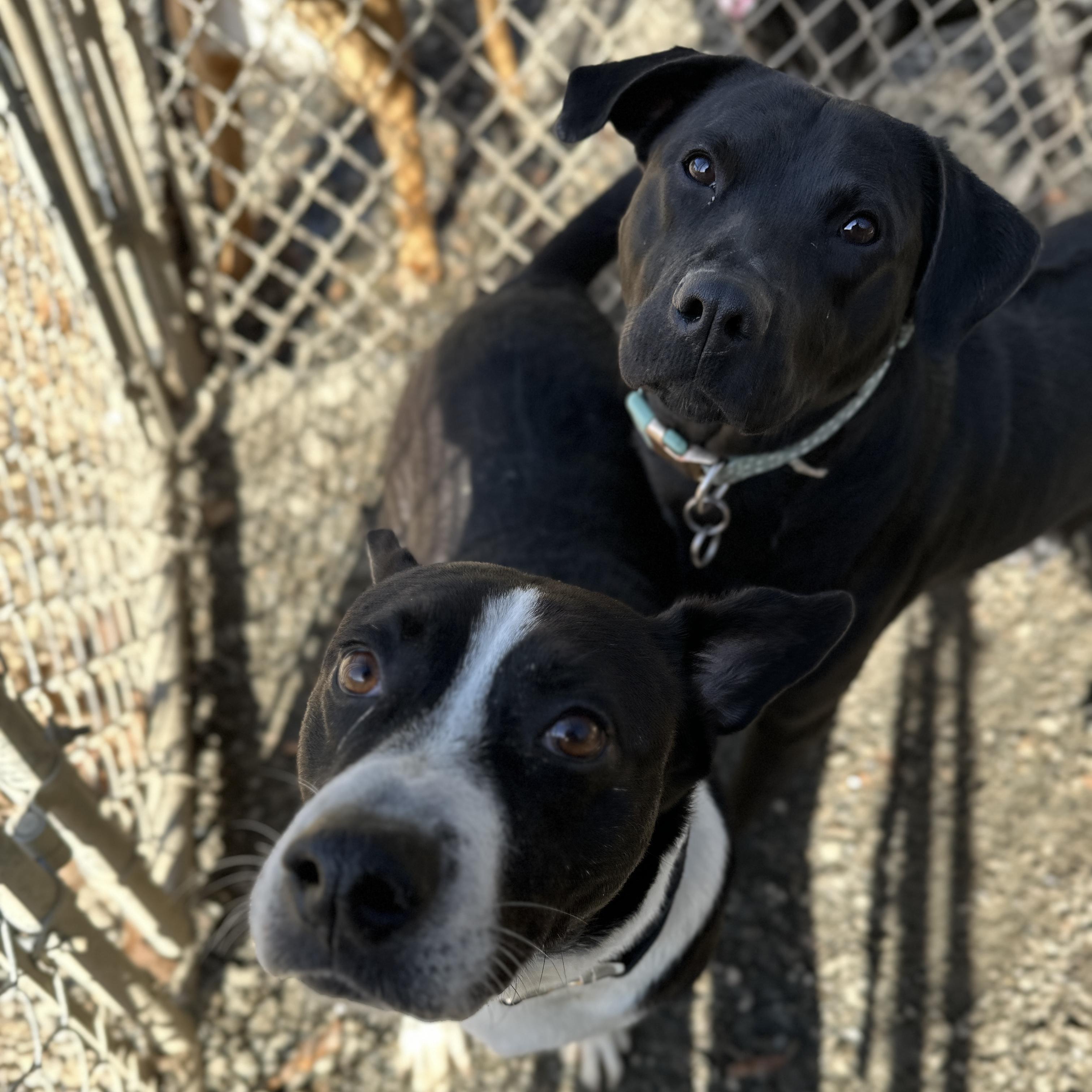 Sable — thumbnail 2