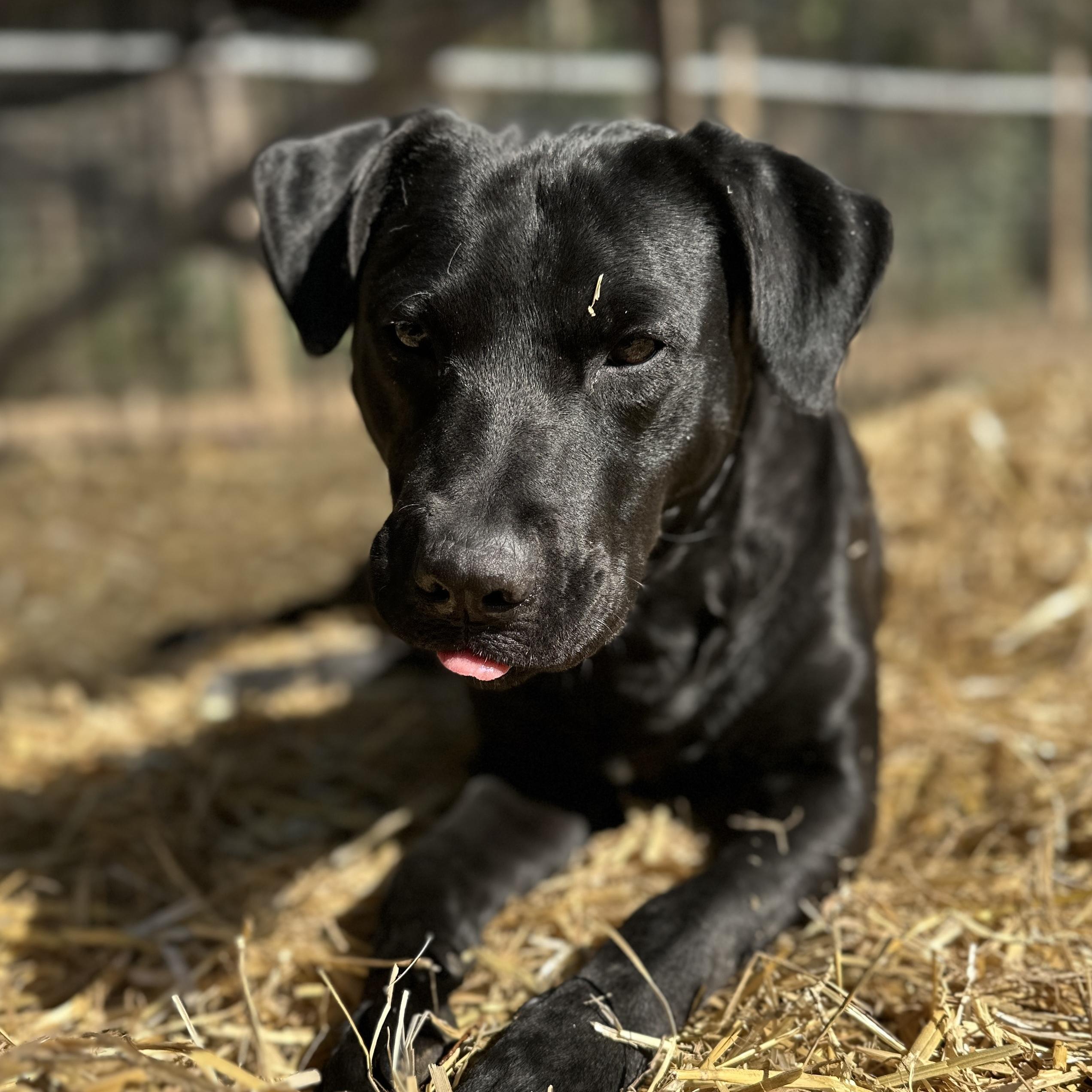 Sable — thumbnail 3