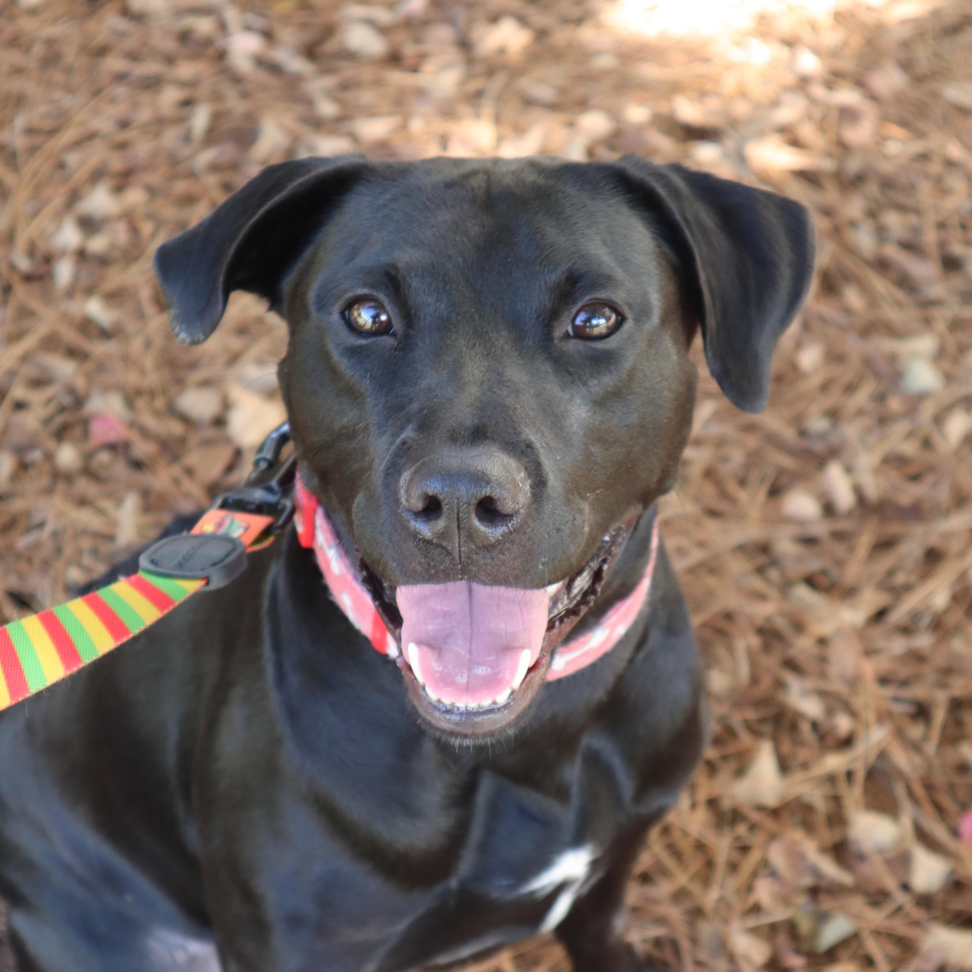 Sable — thumbnail 4