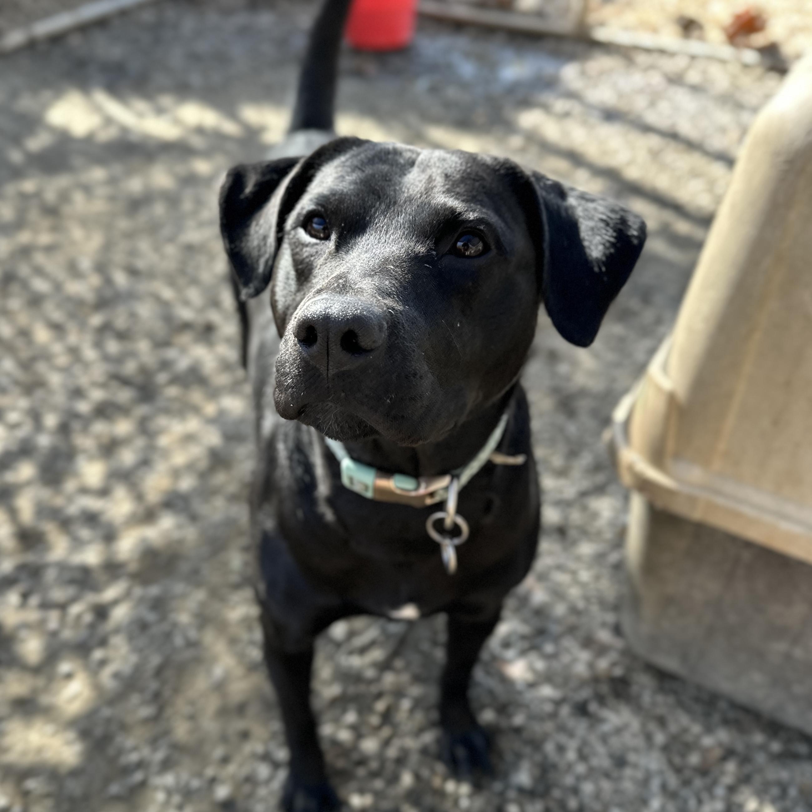 Sable — thumbnail 5