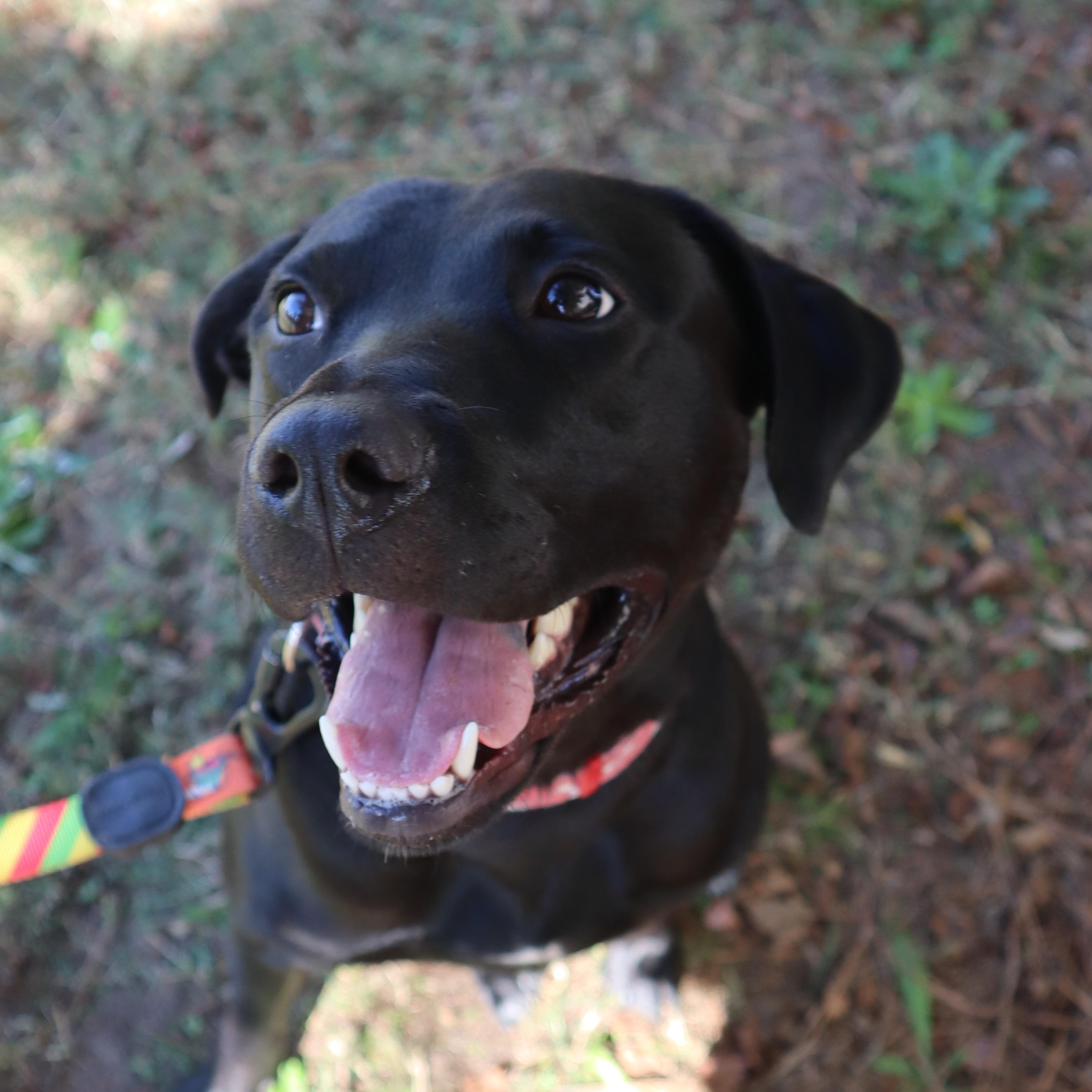 Sable — thumbnail 6