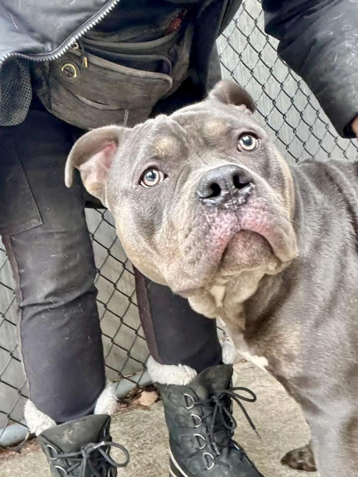 Enlarge Rowlf, a ADOPTABLE Pit Bull Terrier in Chicago, IL image 3/5