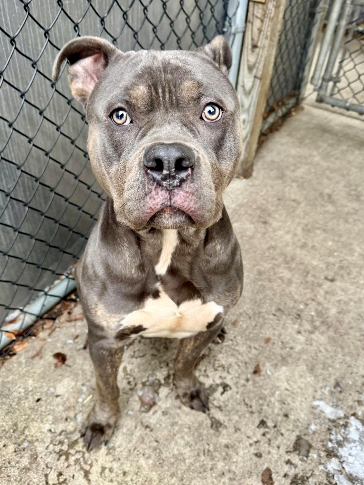 Rowlf, ADOPTABLE, Adult Male Pit Bull Terrier.