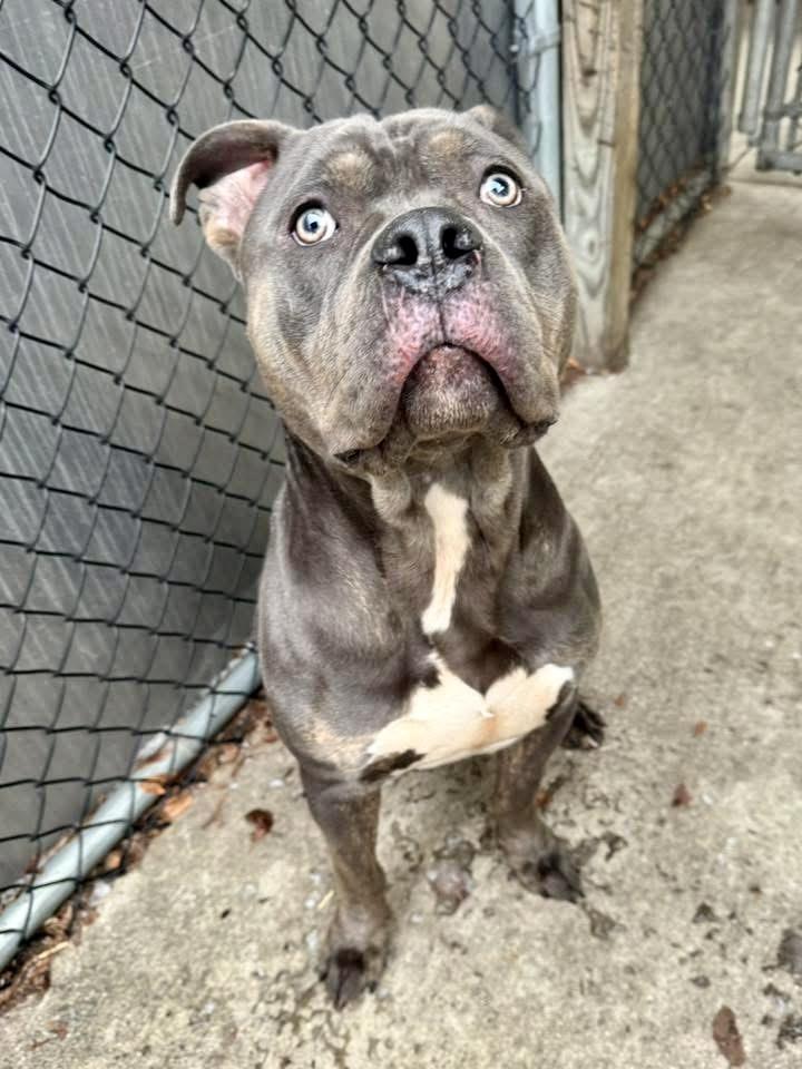 Enlarge Rowlf, a ADOPTABLE Pit Bull Terrier in Chicago, IL image 4/5