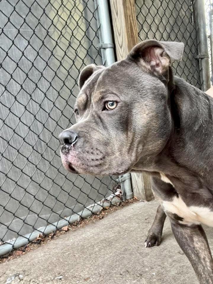 Enlarge Rowlf, a ADOPTABLE Pit Bull Terrier in Chicago, IL image 2/5