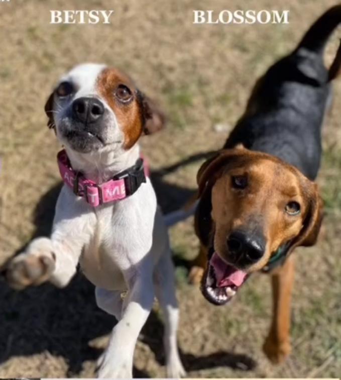 BETSY and BLOSSOM-bonded besties