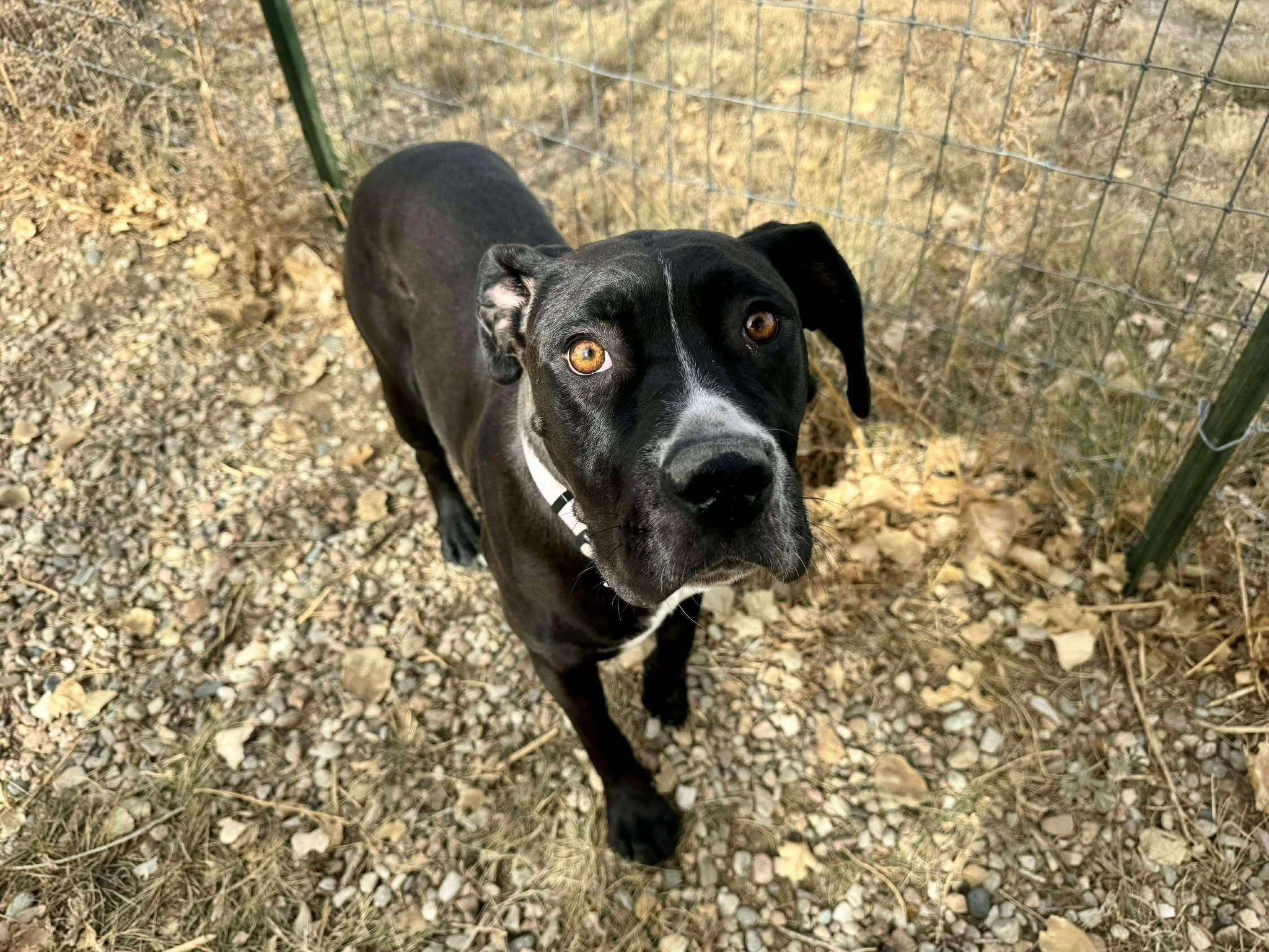 Enlarge Lydia, a Adoptable mixed breed in RYE, CO image 3/5