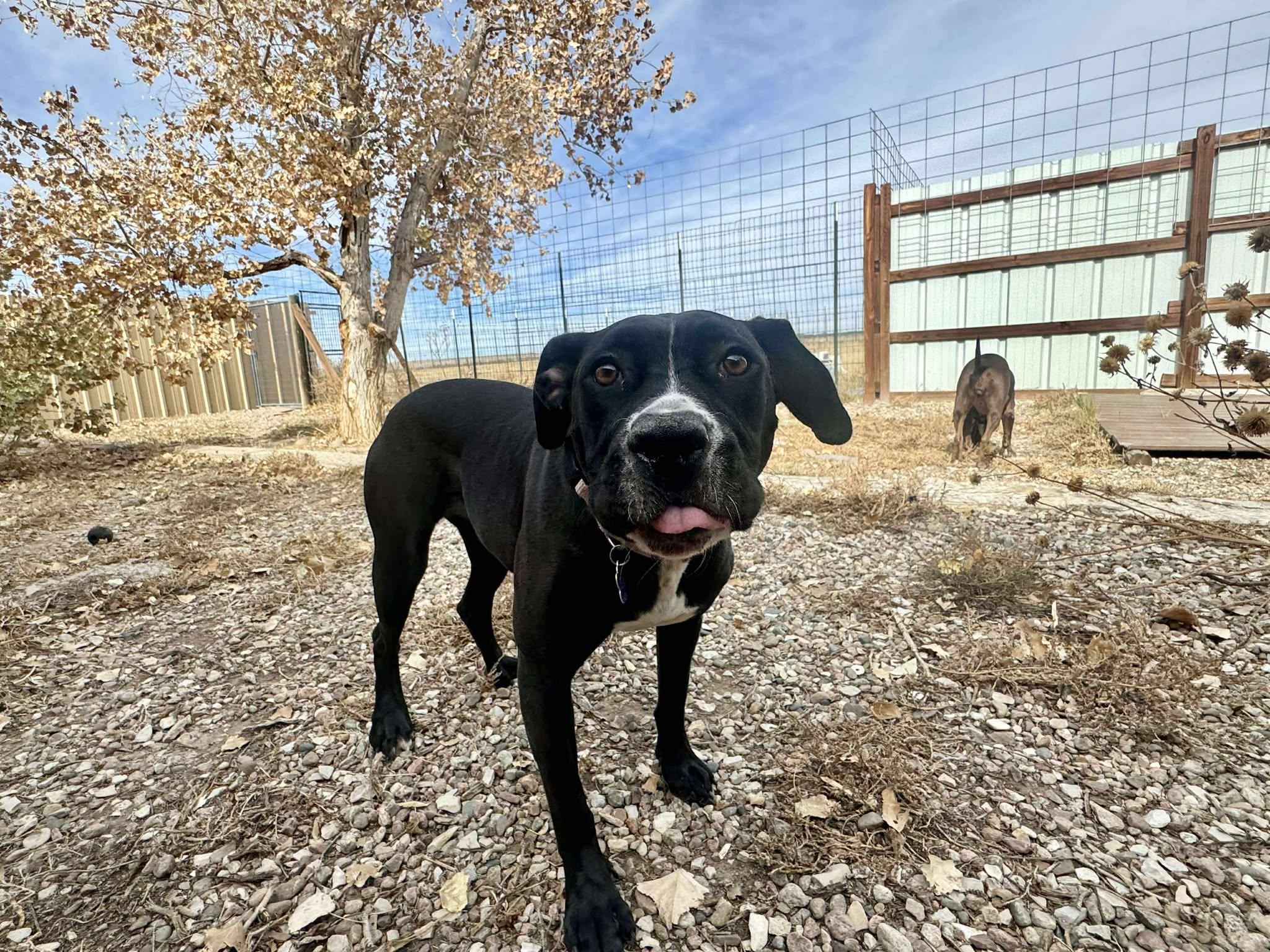 Enlarge Lydia, a Adoptable mixed breed in RYE, CO image 4/5