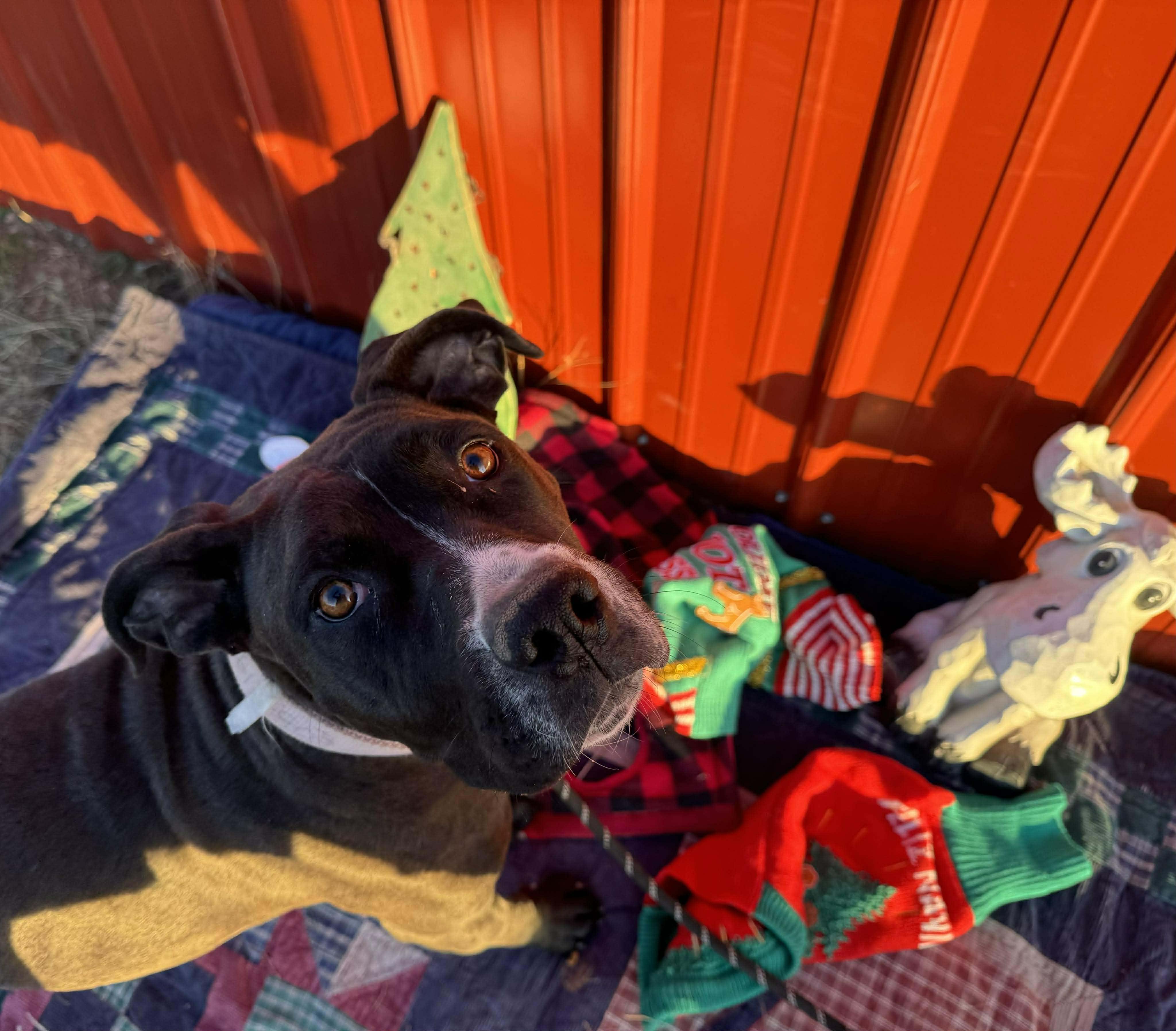 Enlarge Lydia, a Adoptable mixed breed in RYE, CO image 2/5