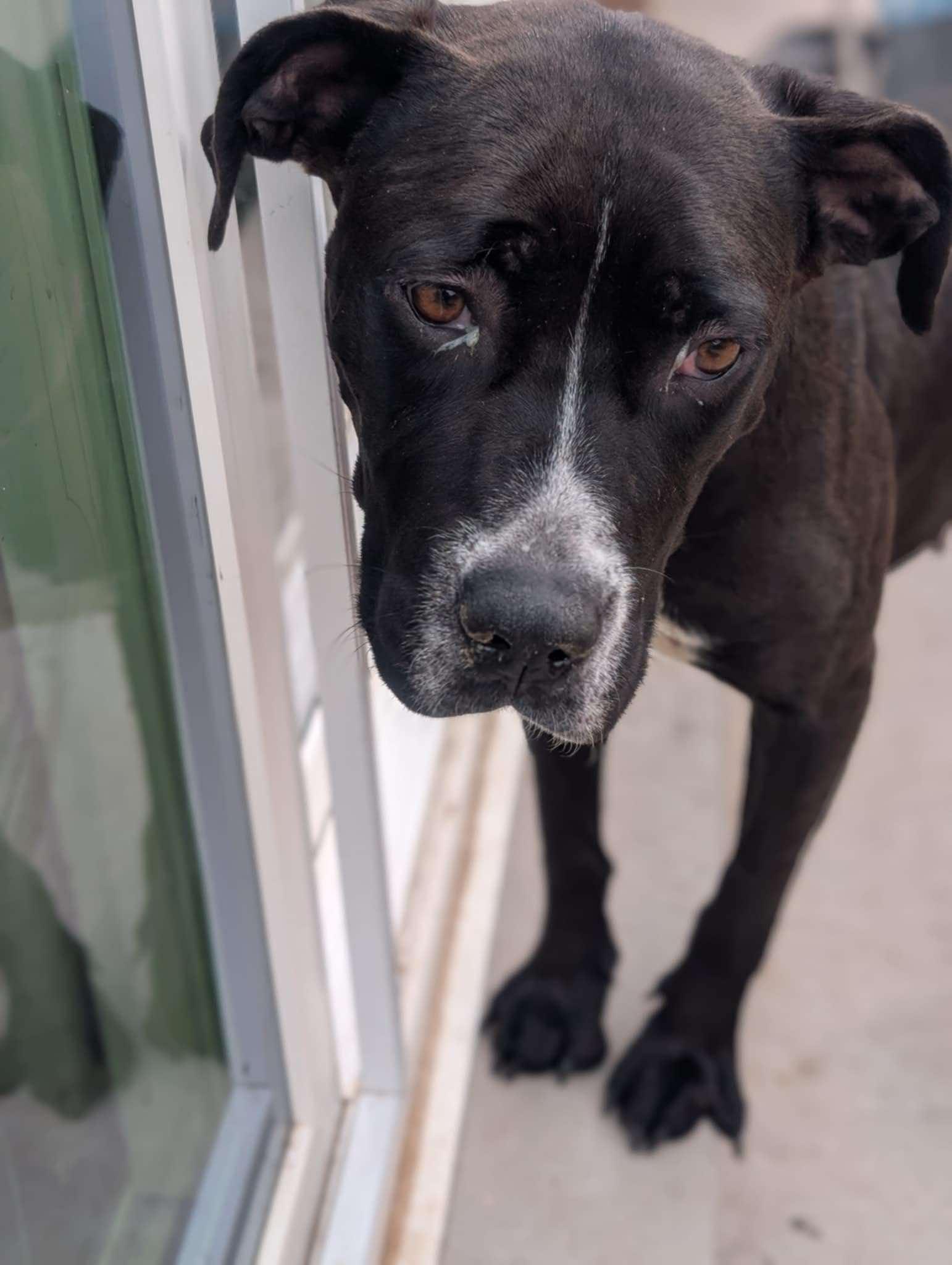 Enlarge Lydia, a Adoptable mixed breed in RYE, CO image 5/5