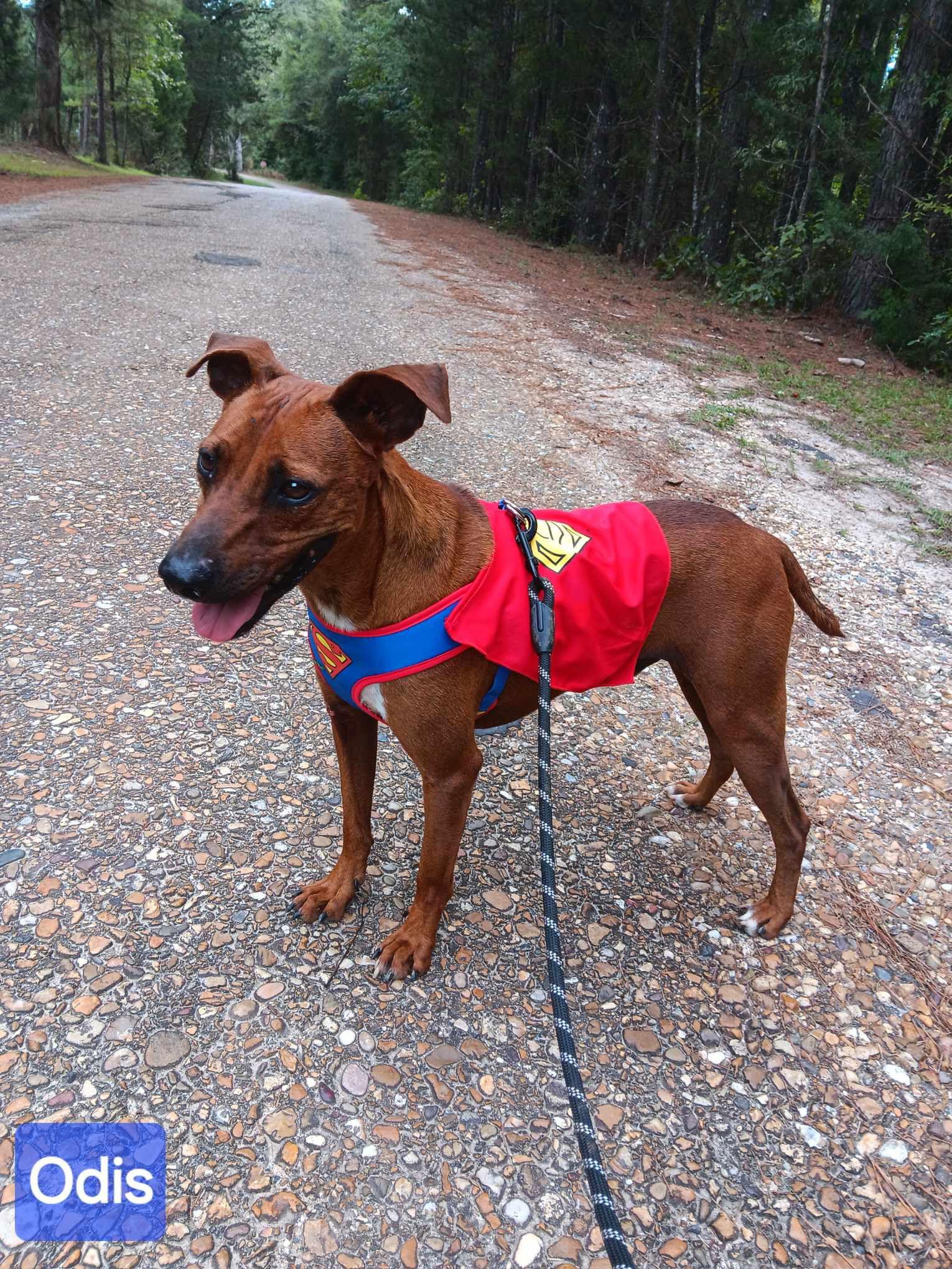 Otis, Adoptable, Adult Male Mixed Breed.