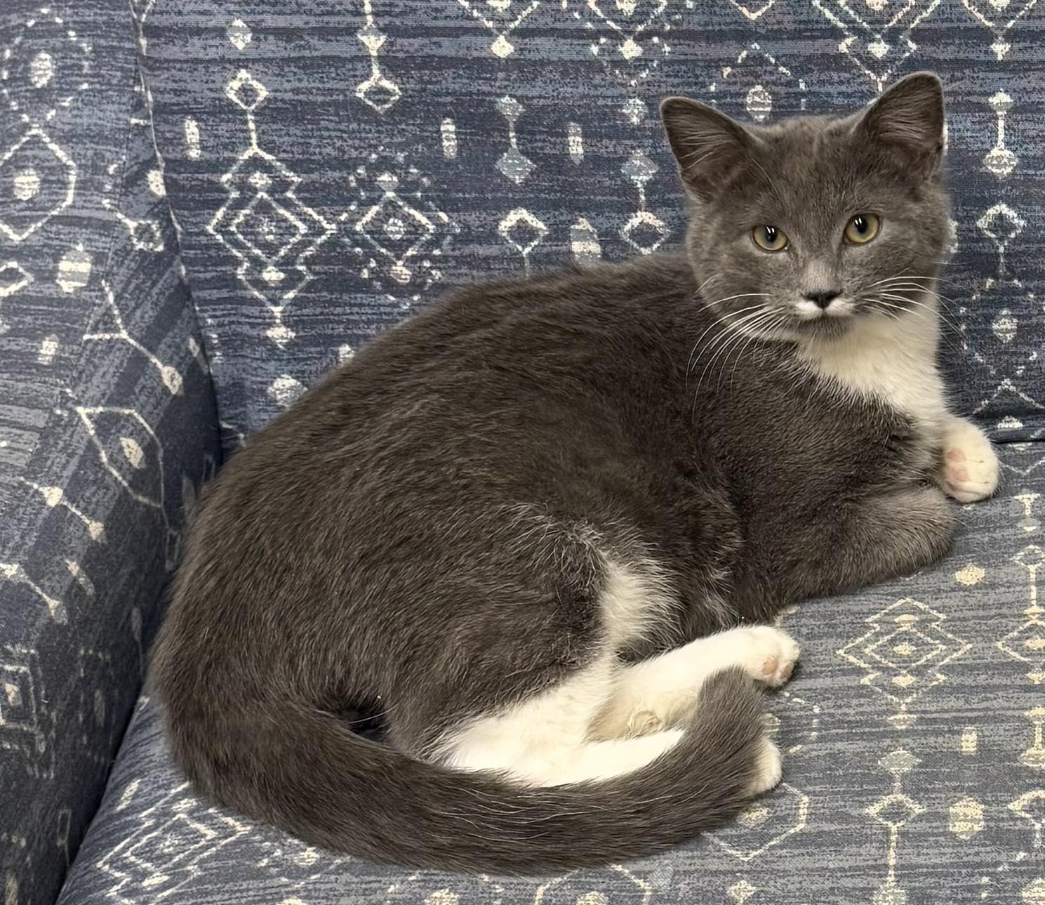 Evan, Adopted, Young Male Domestic Medium Hair.