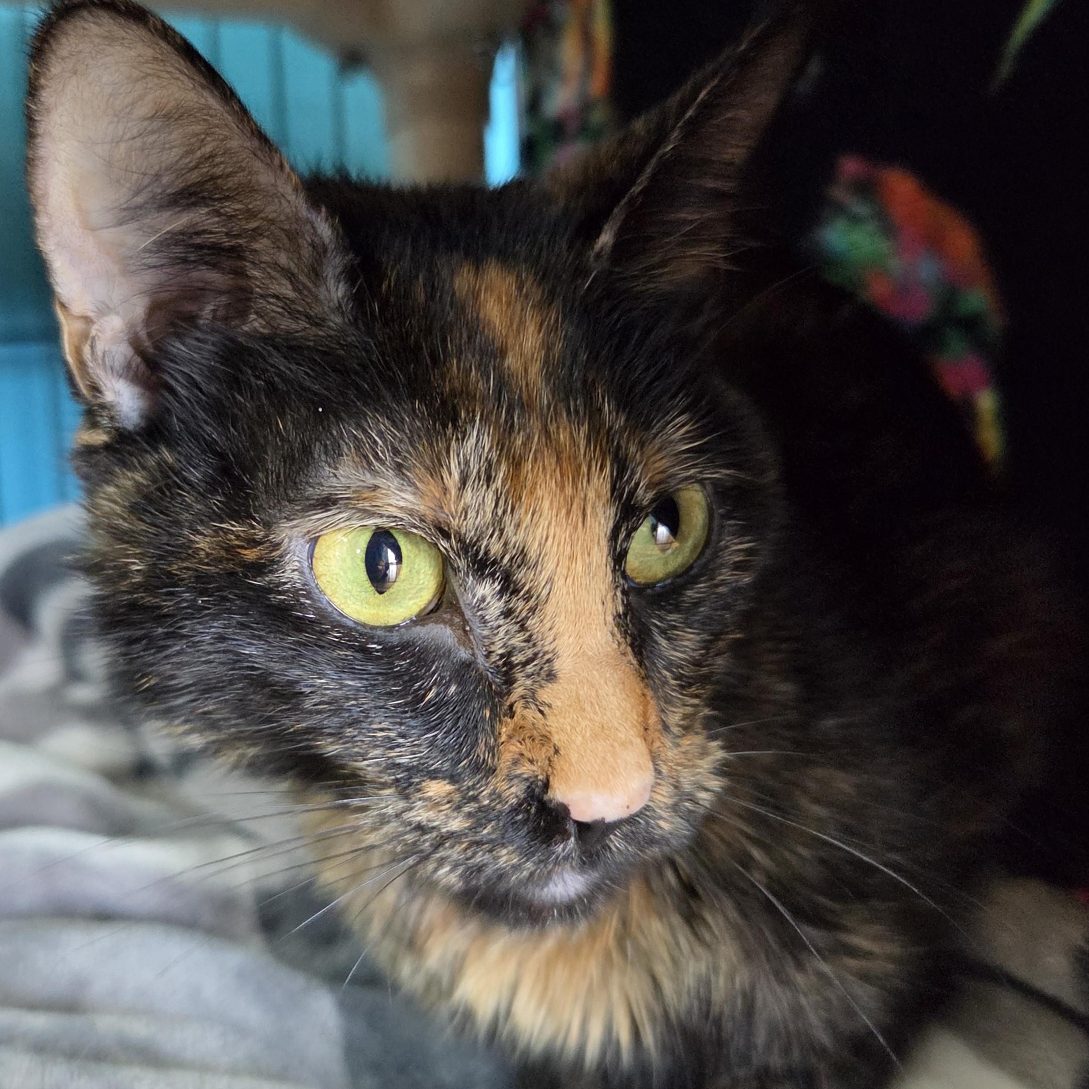 Jojo, a ADOPTABLE Domestic Short Hair in Brookings, SD image 3/3