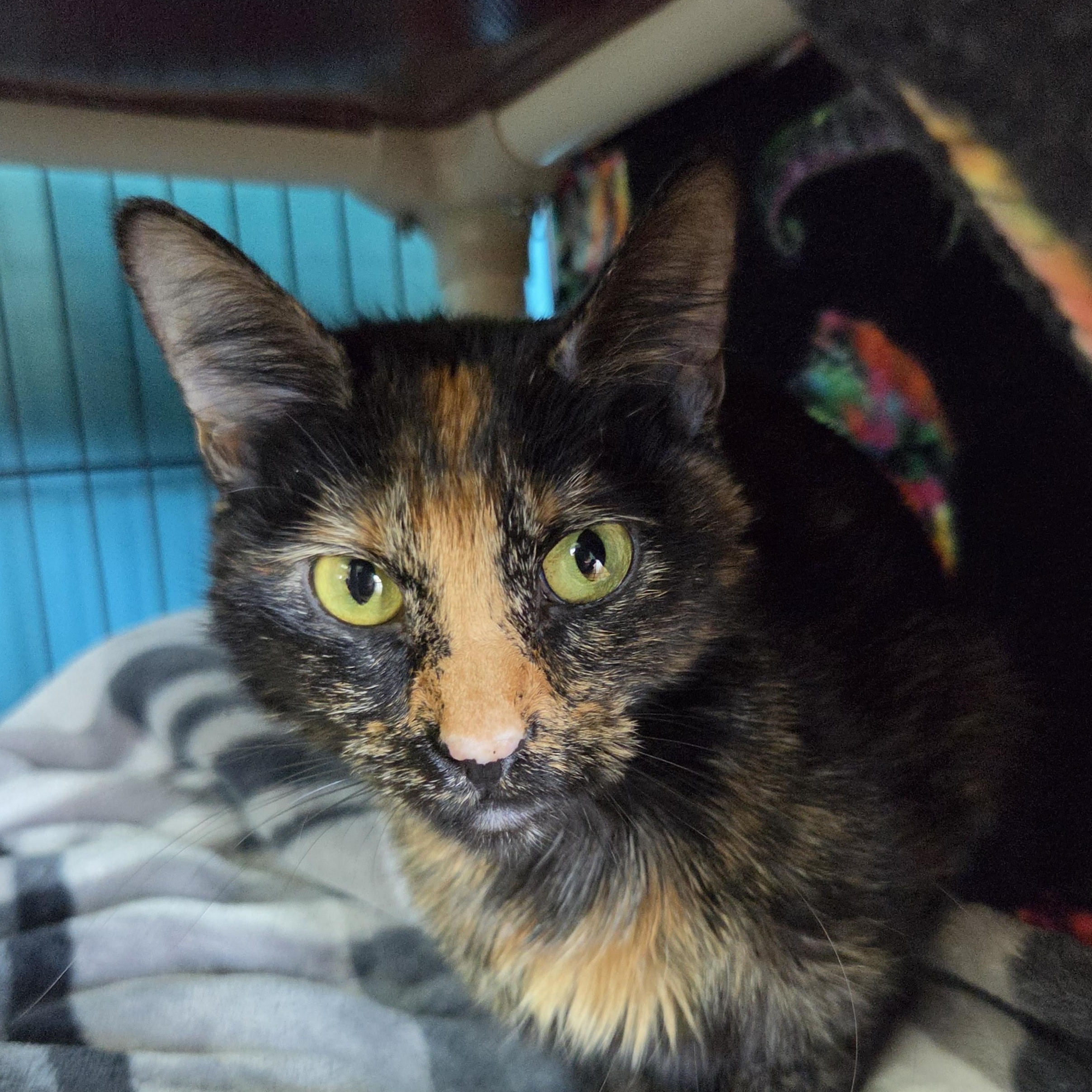 Jojo, a ADOPTABLE Domestic Short Hair in Brookings, SD image 1/3