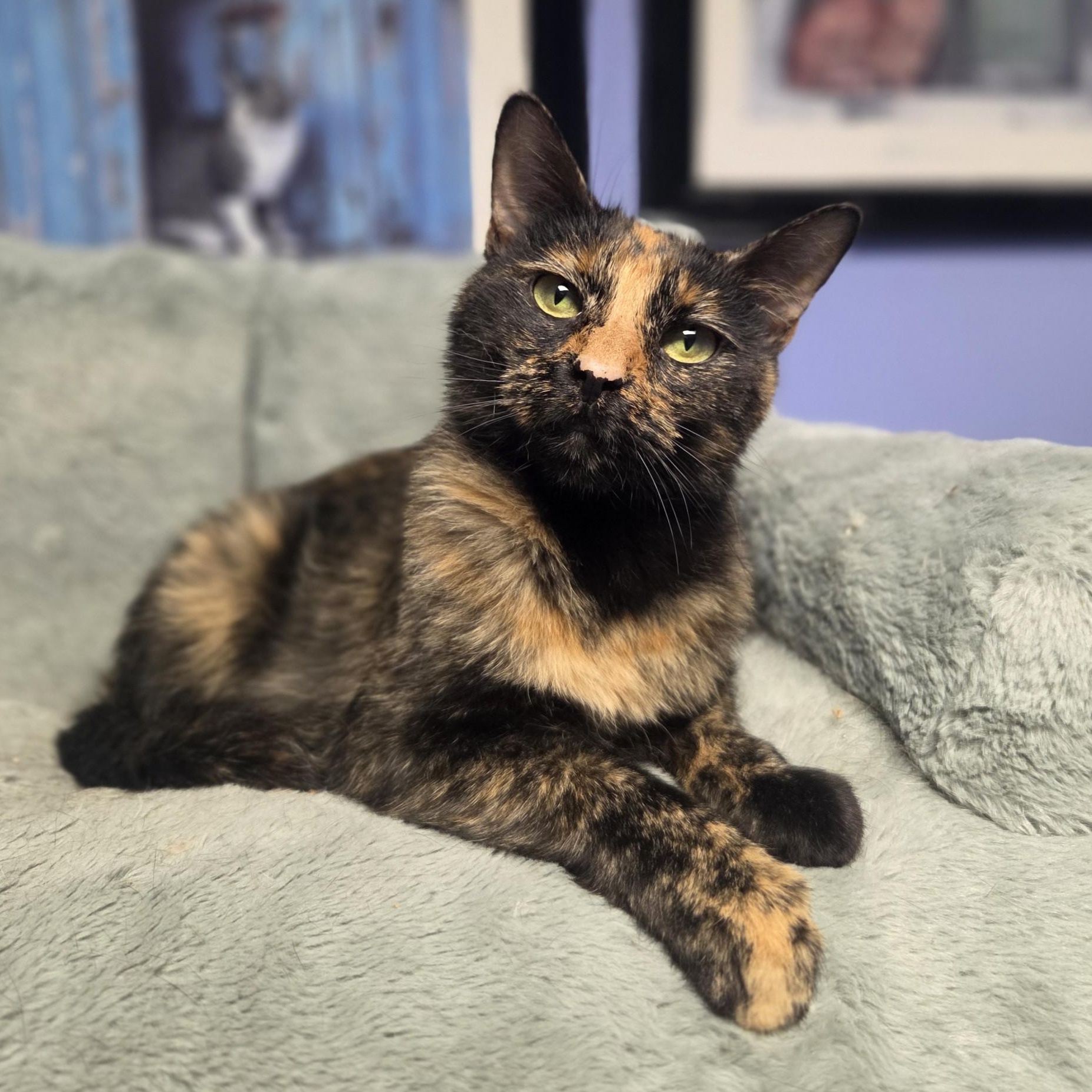 Jojo, a ADOPTABLE Domestic Short Hair in Brookings, SD image 1/3