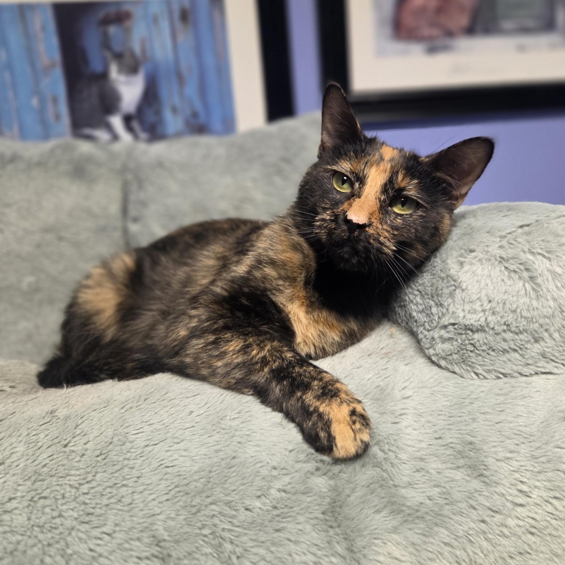 Jojo, a ADOPTABLE Domestic Short Hair in Brookings, SD image 2/3