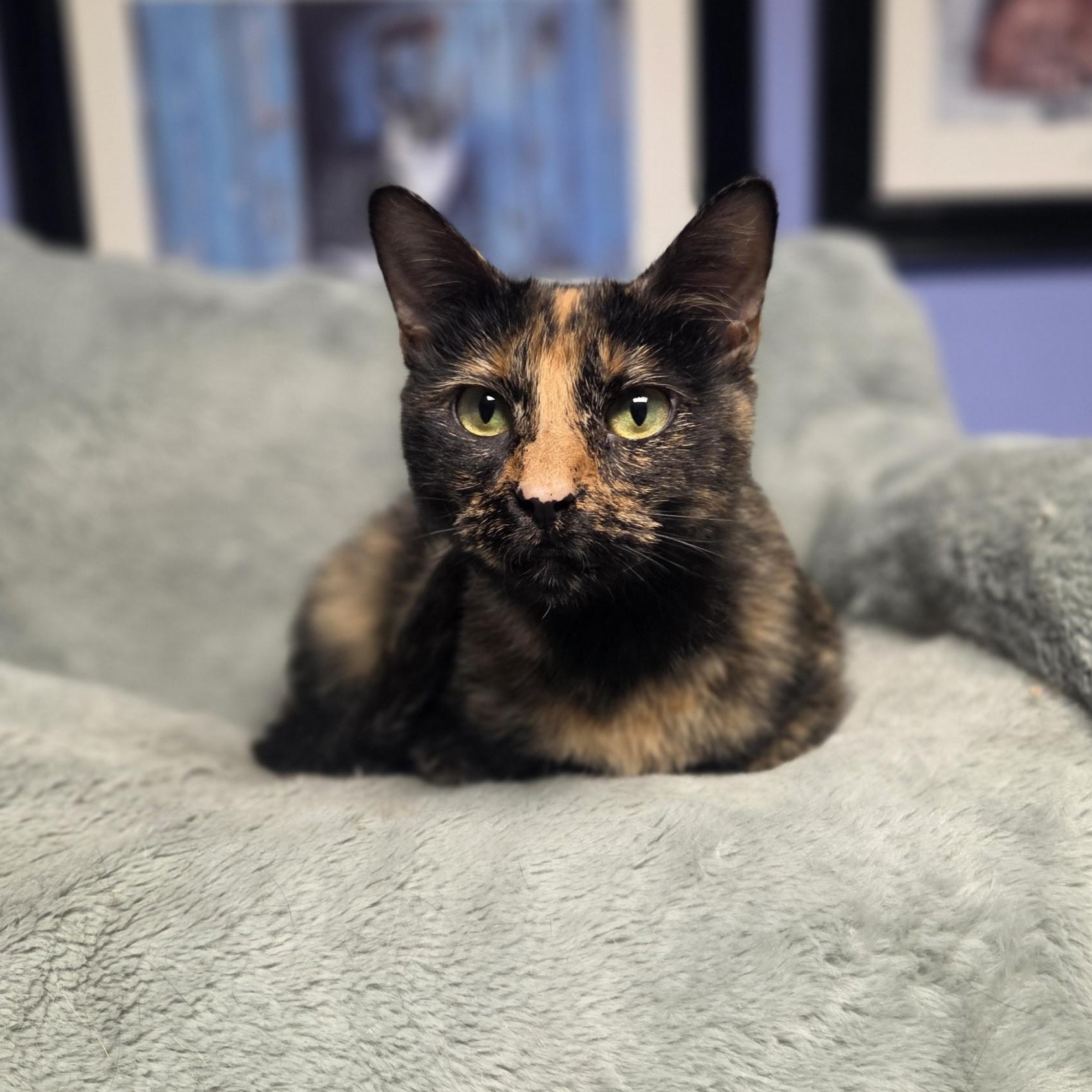 Jojo, a ADOPTABLE Domestic Short Hair in Brookings, SD image 3/3