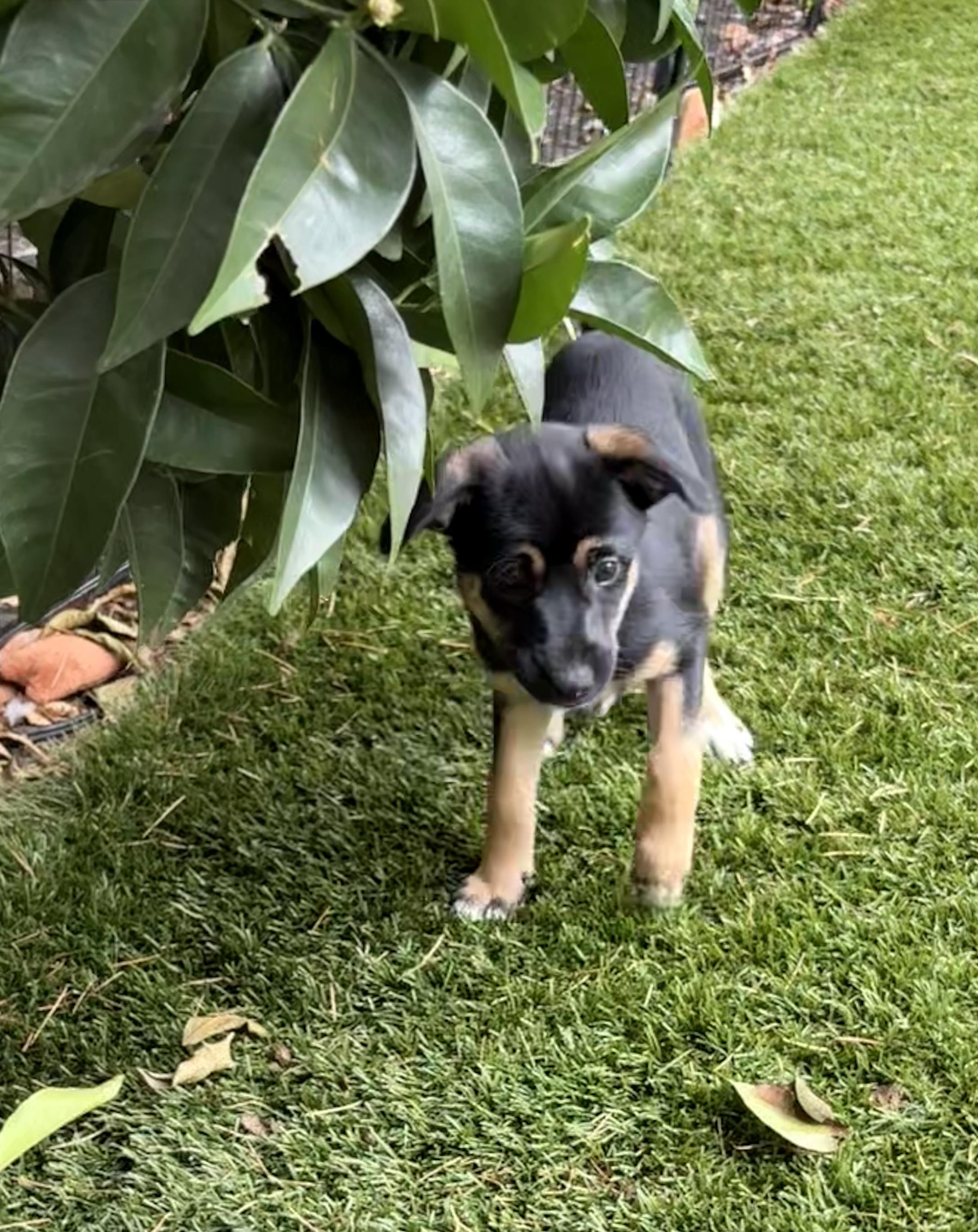 Amy, Adoptable, Young Female Mixed Breed.