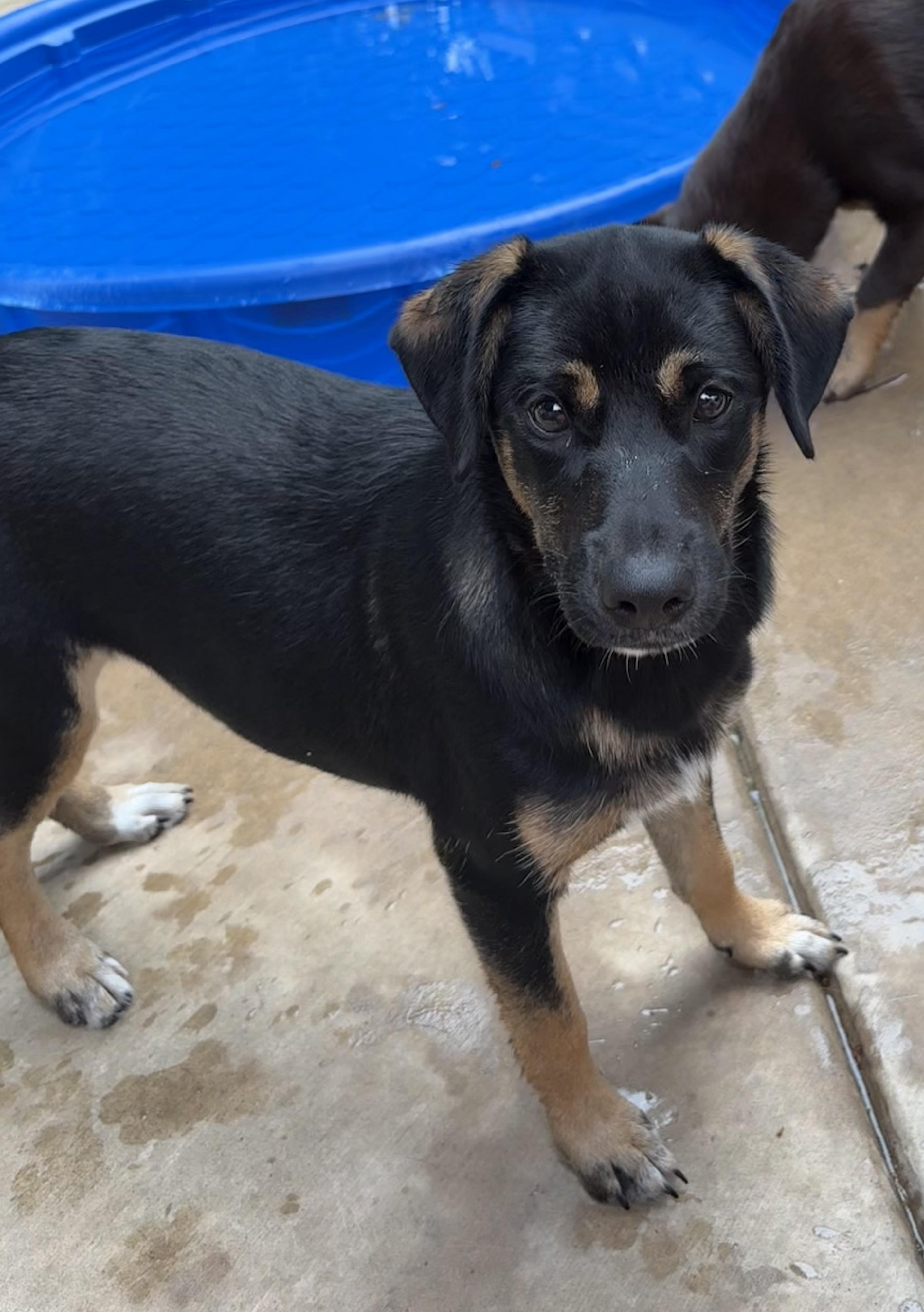 Amy, a Adoptable mixed breed in Concord, CA image 1/5