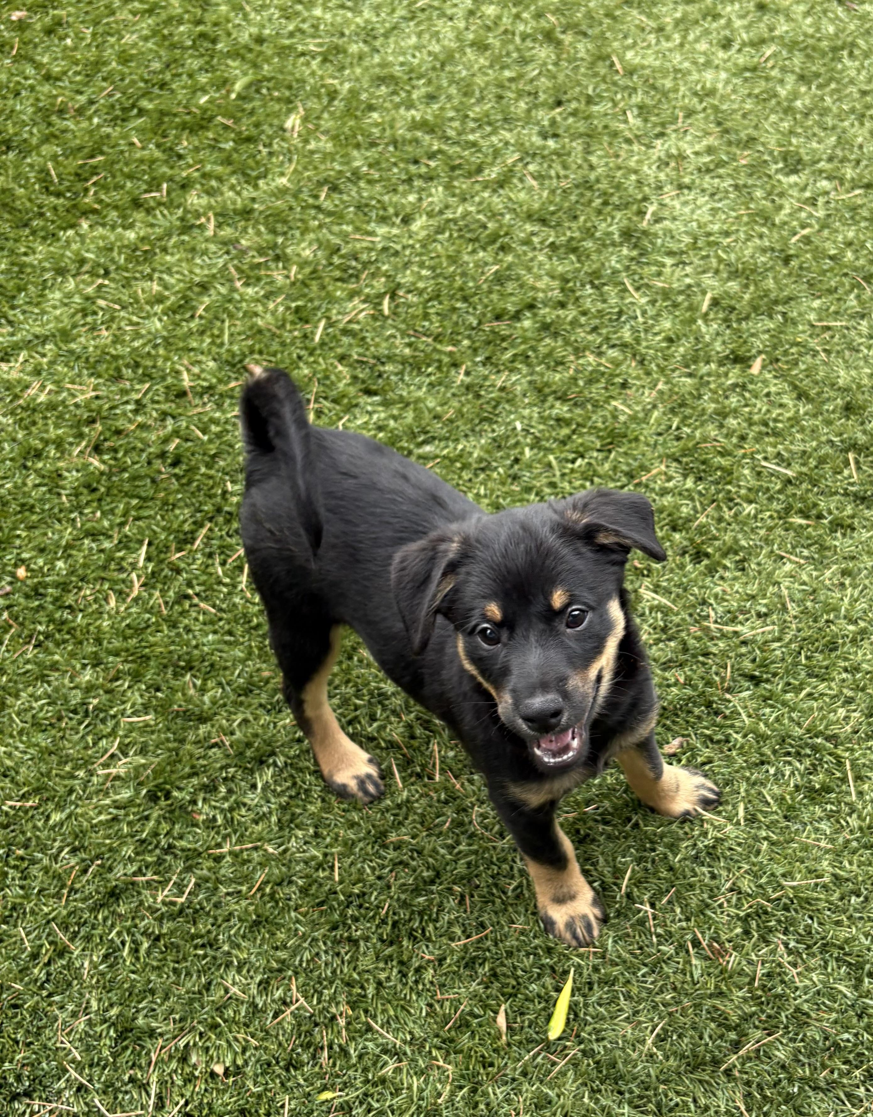 Amy, a Adoptable mixed breed in Concord, CA image 4/5