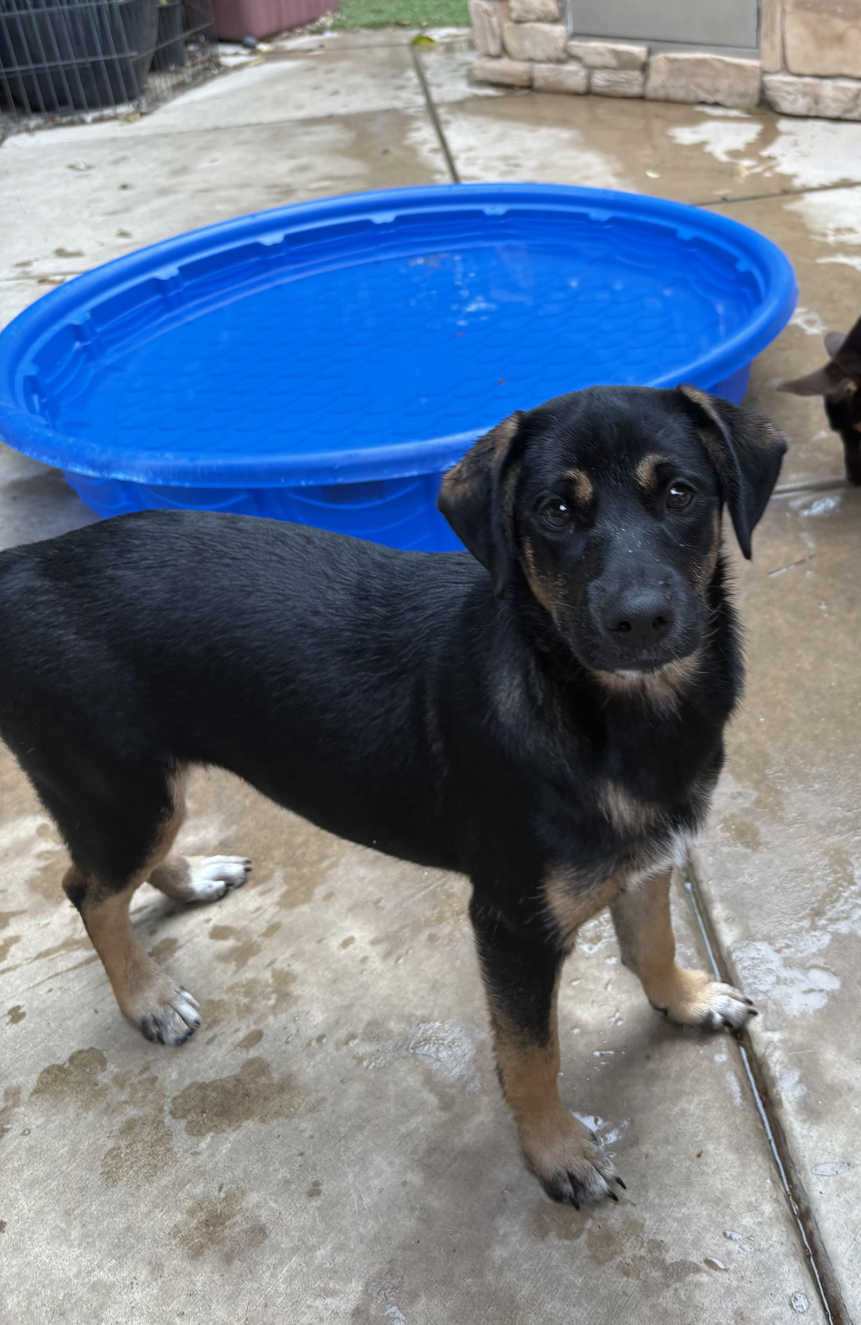 Amy, a Adoptable mixed breed in Concord, CA image 2/5