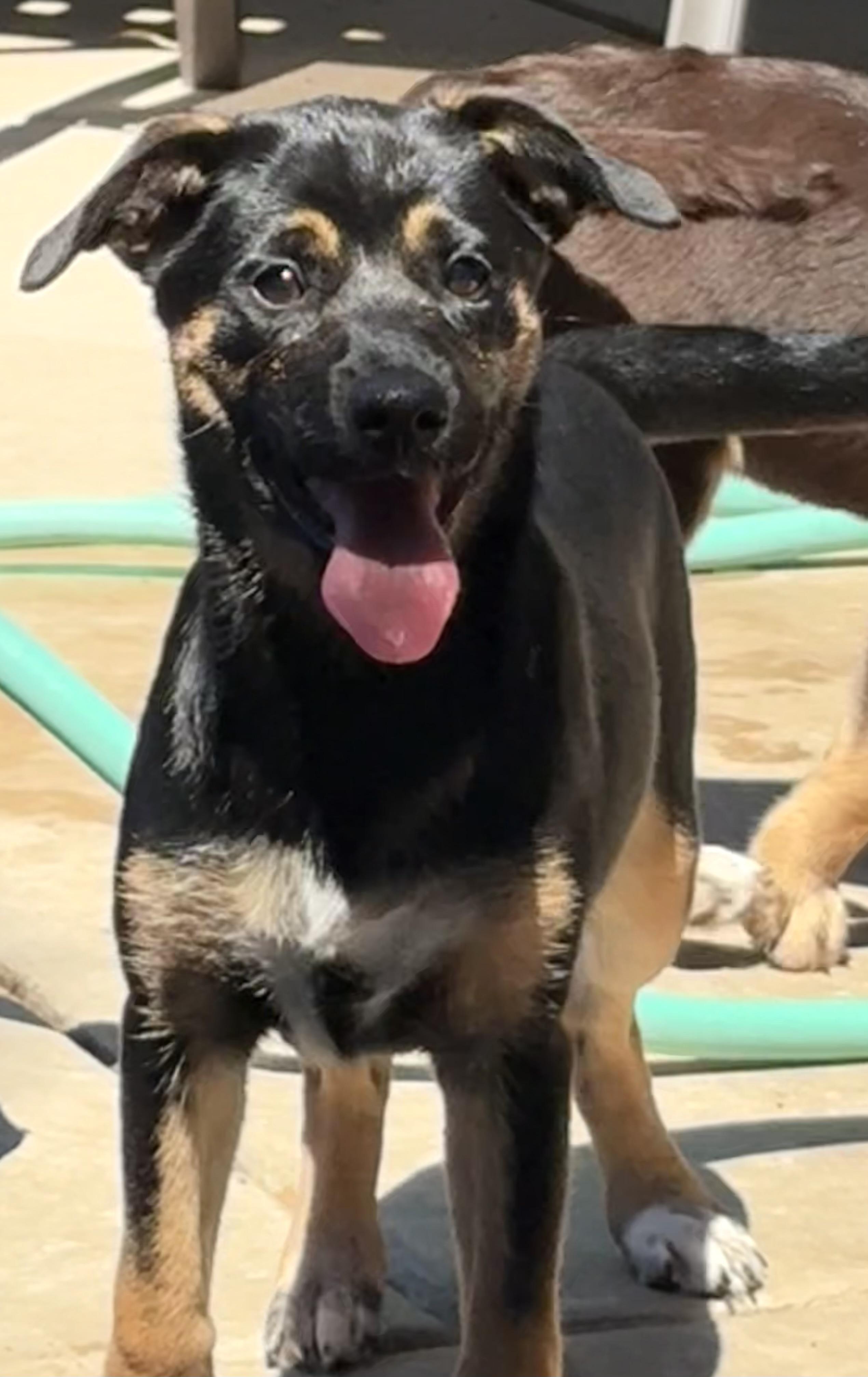 Amy, a Adoptable mixed breed in Concord, CA image 5/5