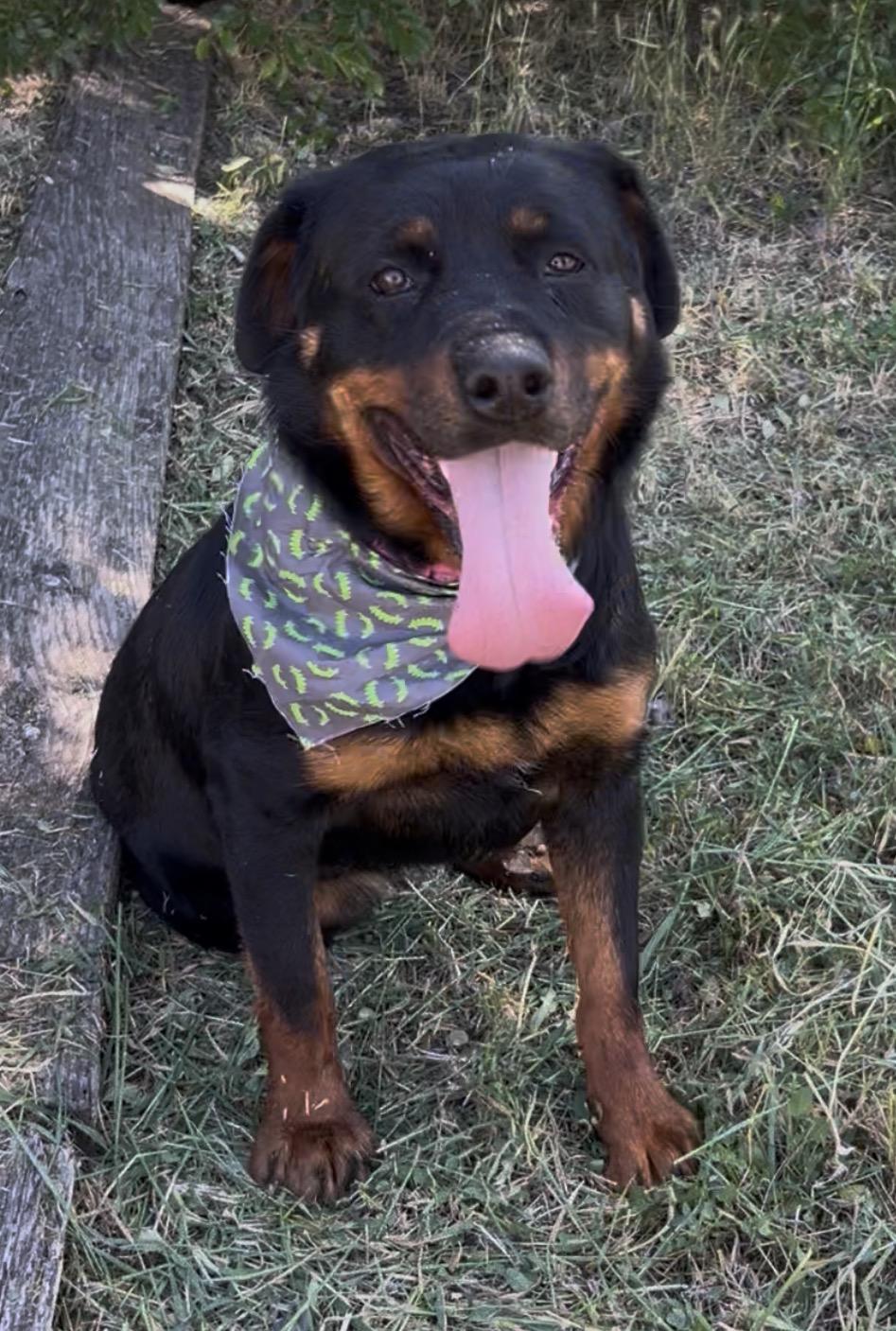 Sammy, Adoptable, Young Female Rottweiler.