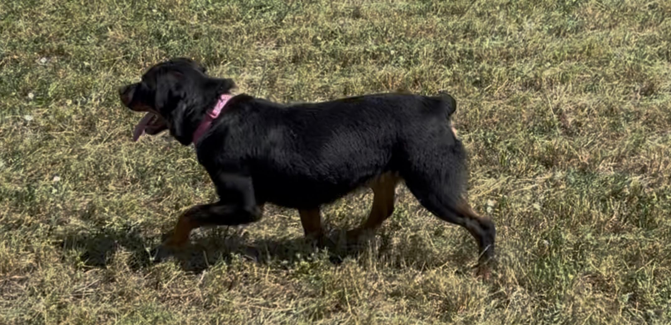 Sammy, a Adoptable mixed breed in Woodland, CA image 3/3