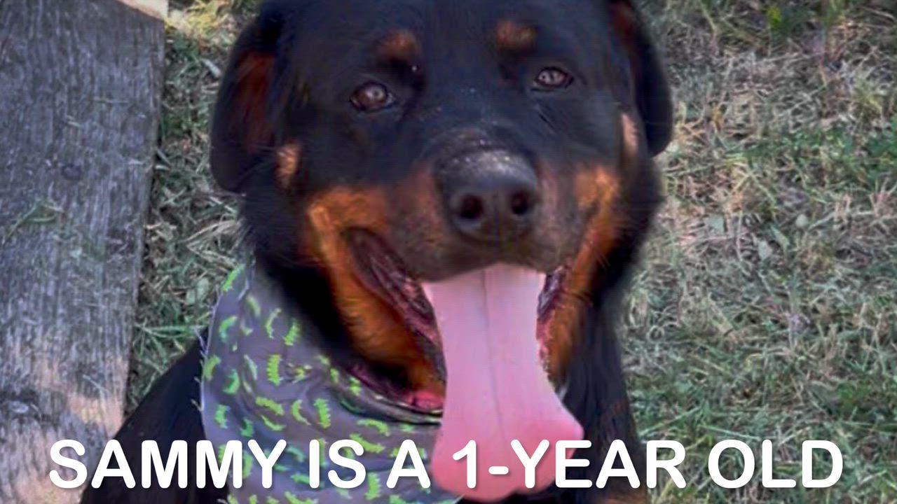 Enlarge Sammy, a Adoptable mixed breed in Woodland, CA video 1/3