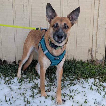 Sammi, Adoptable, Adult Female Belgian Shepherd / Malinois & Mixed Breed.