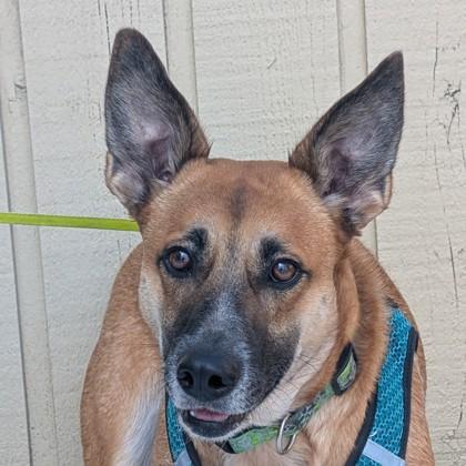 Sammi, Adoptable, Adult Female Belgian Shepherd / Malinois & Mixed Breed.