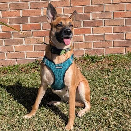 Enlarge Sammi, a Adoptable mixed breed in Savannah, GA image 2/6
