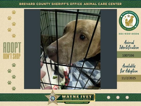 Heidi, Adoptable, Senior Female Mixed Breed.