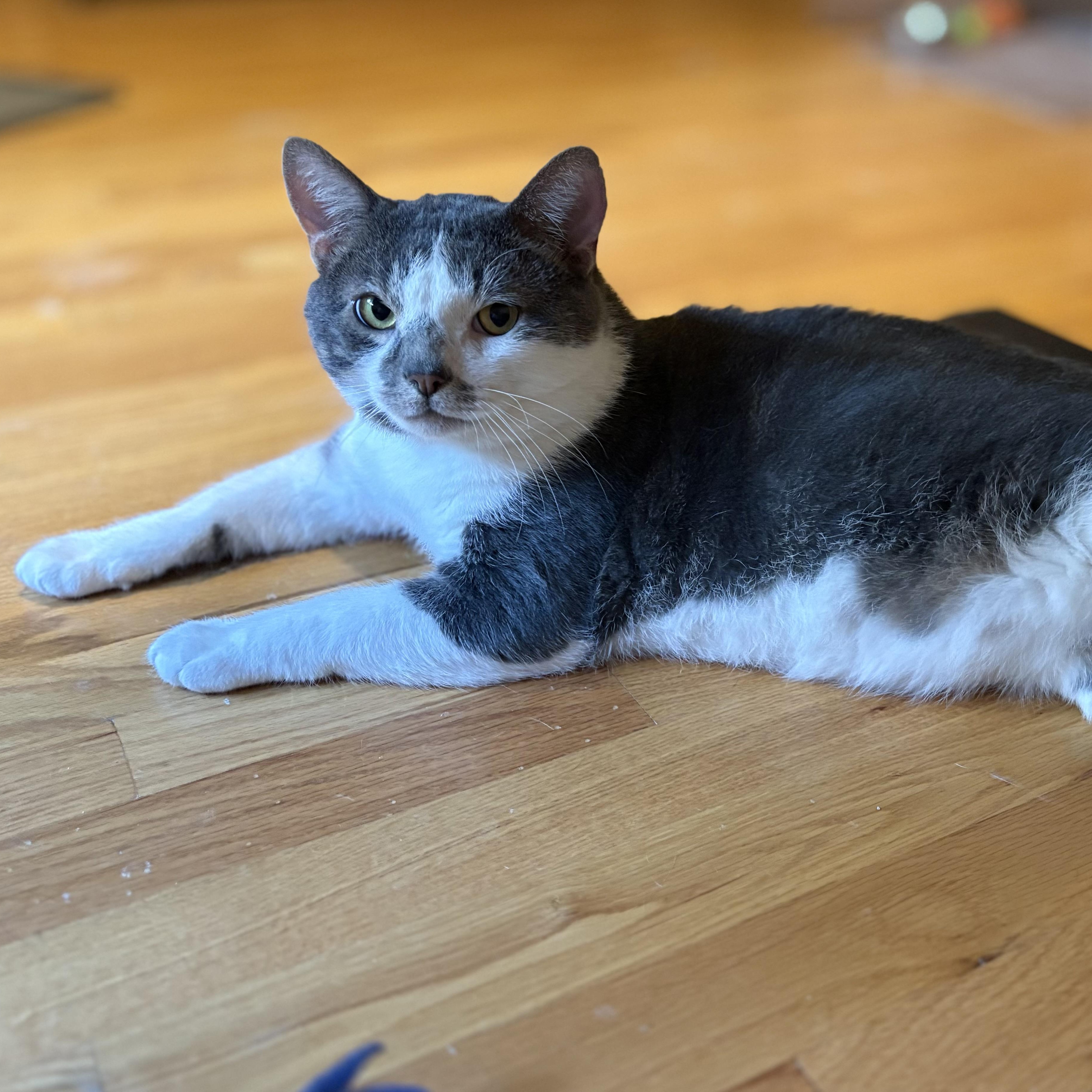 Enlarge Skippy, a Adoptable Domestic Short Hair in Saint Francis, MN image 3/5