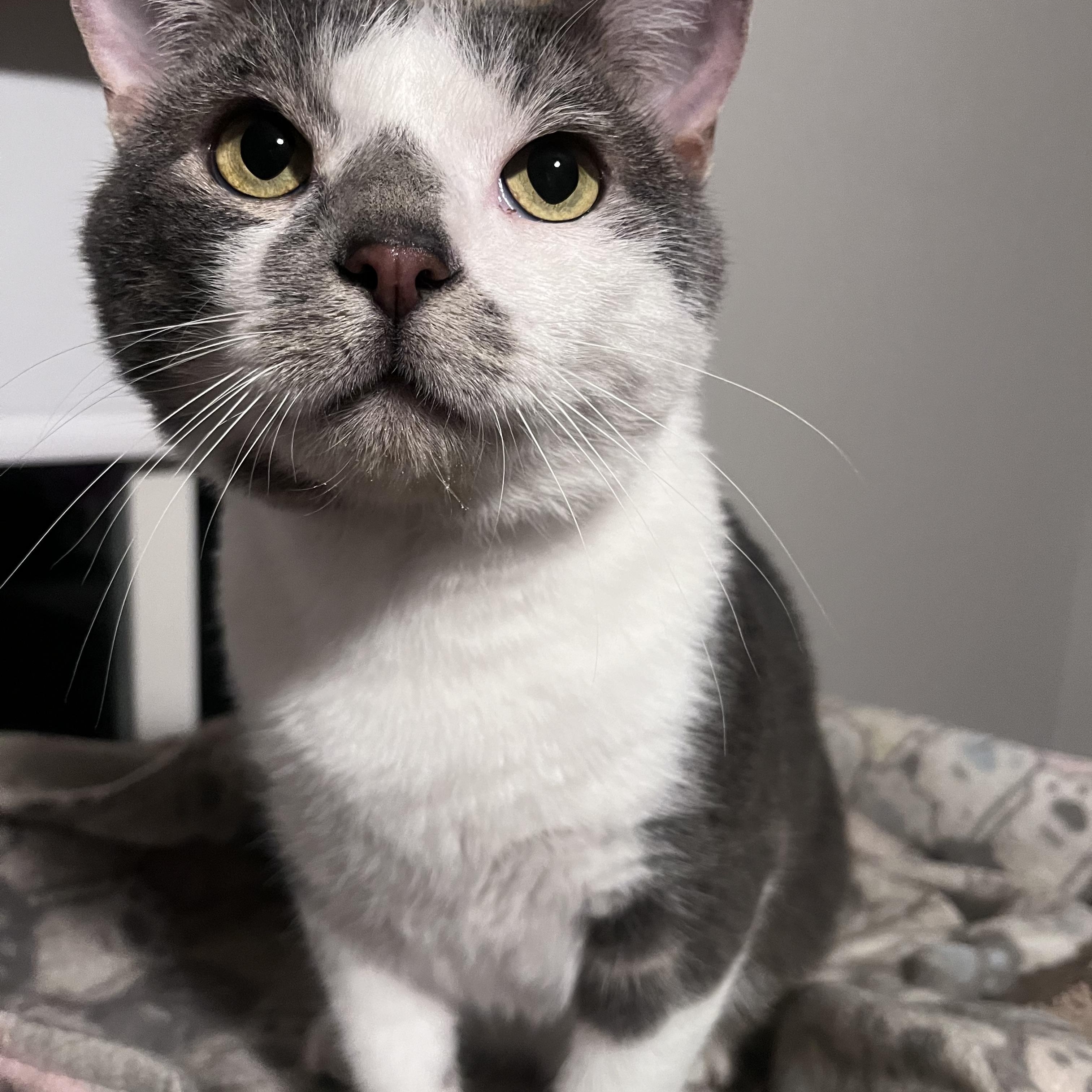 Enlarge Skippy, a Adoptable Domestic Short Hair in Saint Francis, MN image 4/5
