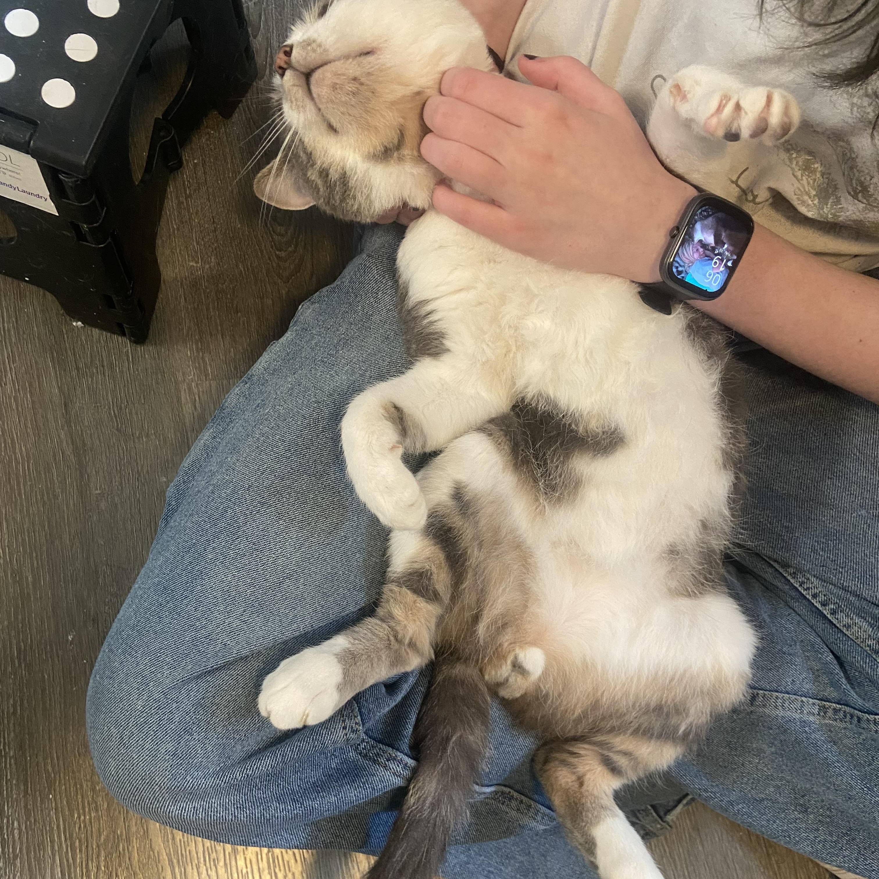 Enlarge Skippy, a Adoptable Domestic Short Hair in Saint Francis, MN image 5/5