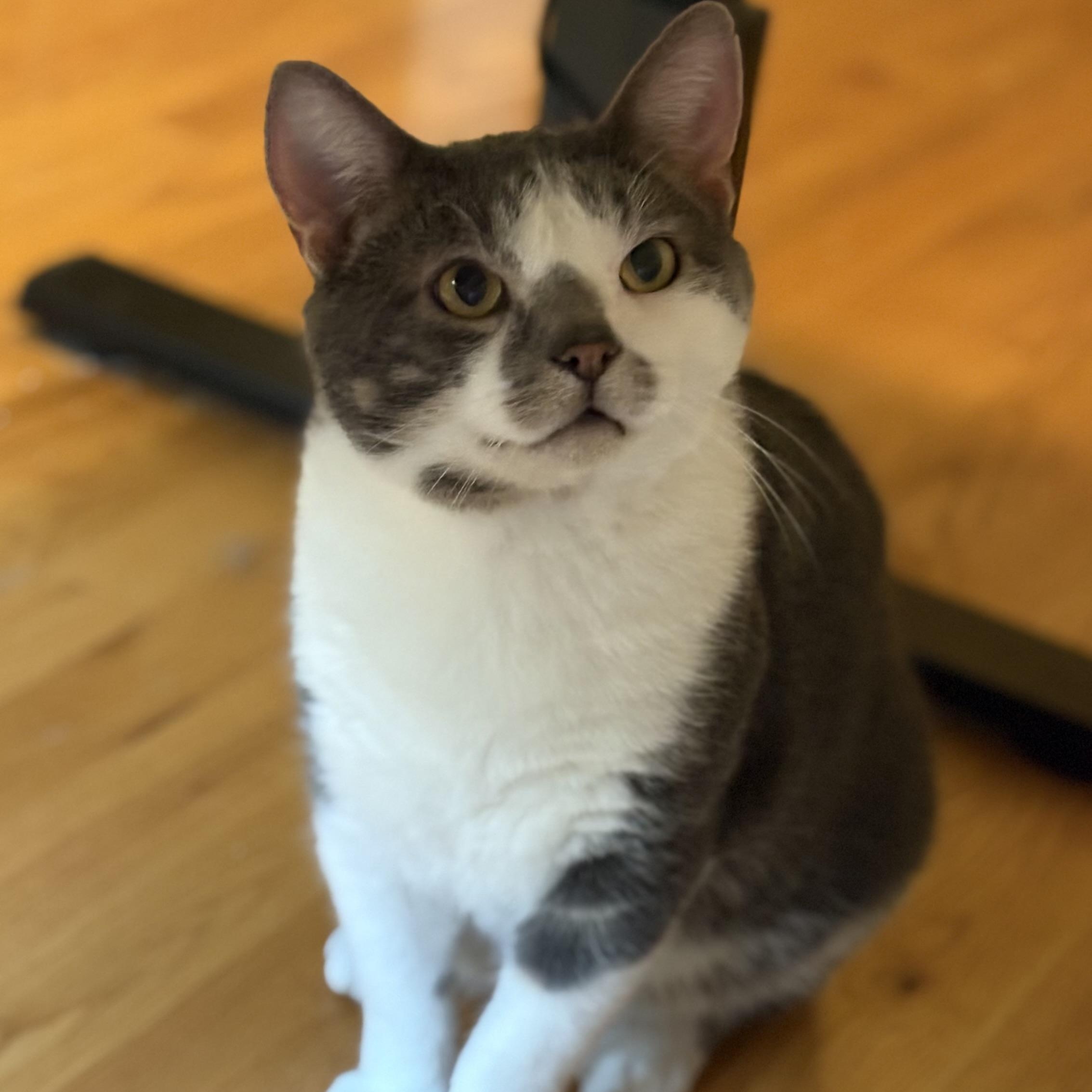 Enlarge Skippy, a Adoptable Domestic Short Hair in Saint Francis, MN image 1/5