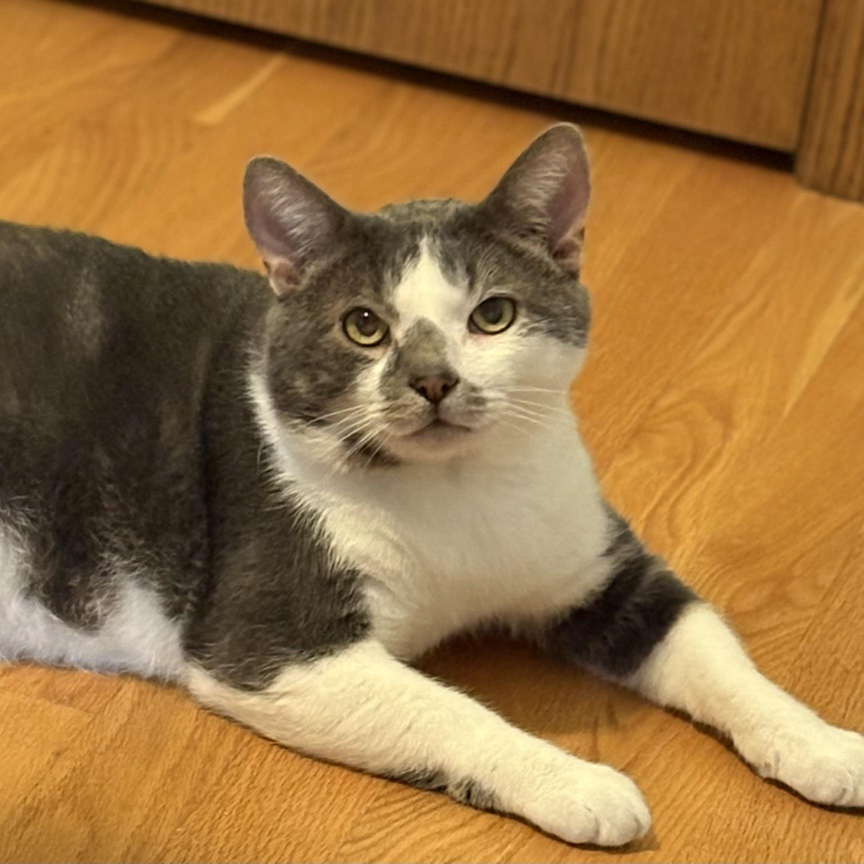 Enlarge Skippy, a Adoptable Domestic Short Hair in Saint Francis, MN image 2/5