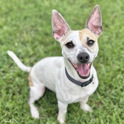 Bacon, Adult Male Mixed Breed